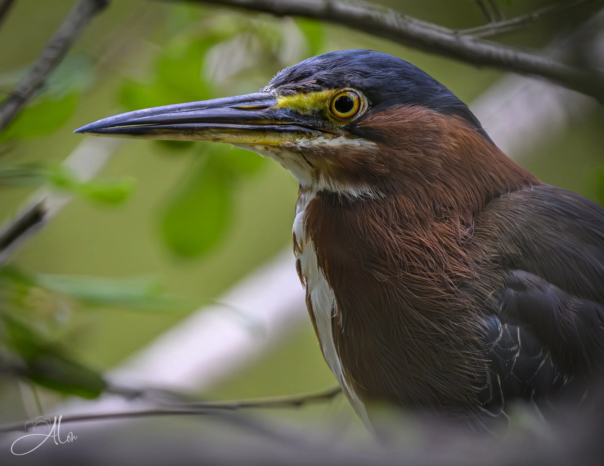 Green Haze All In My Brain (Green Heron) 20260711_0074