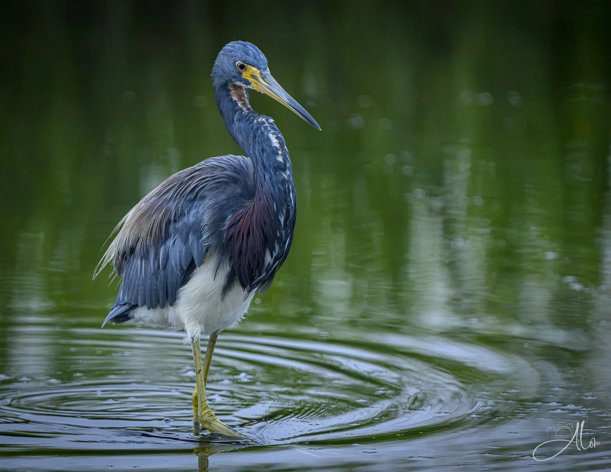 I Own This Space (Tricolored Heron) 081926_0137