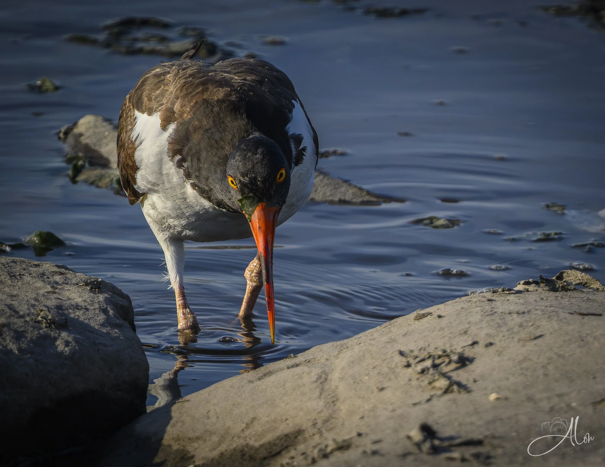 Nosy (Oystercatcher) 071726_3801