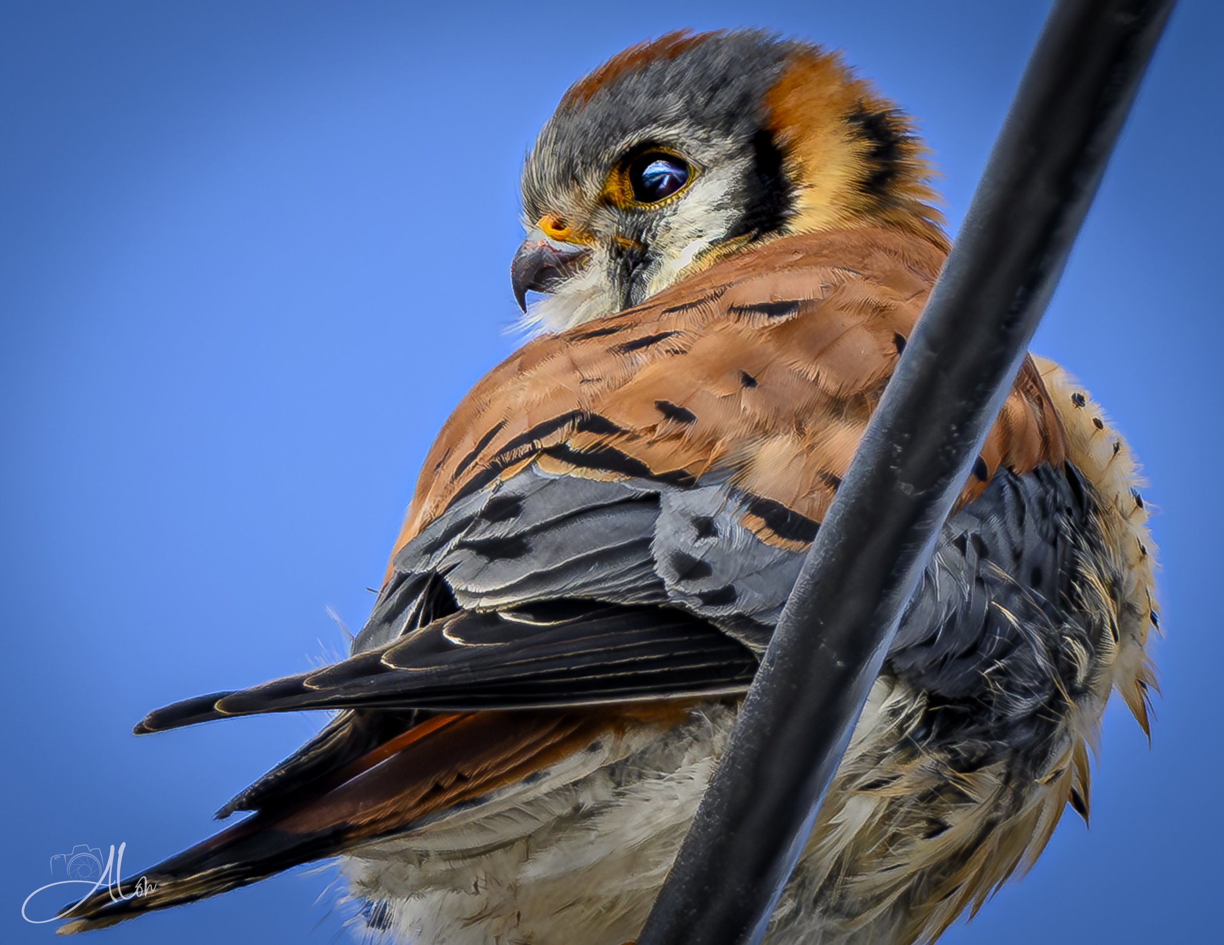 A Second Glance (American Kestrel) 0Z82335
