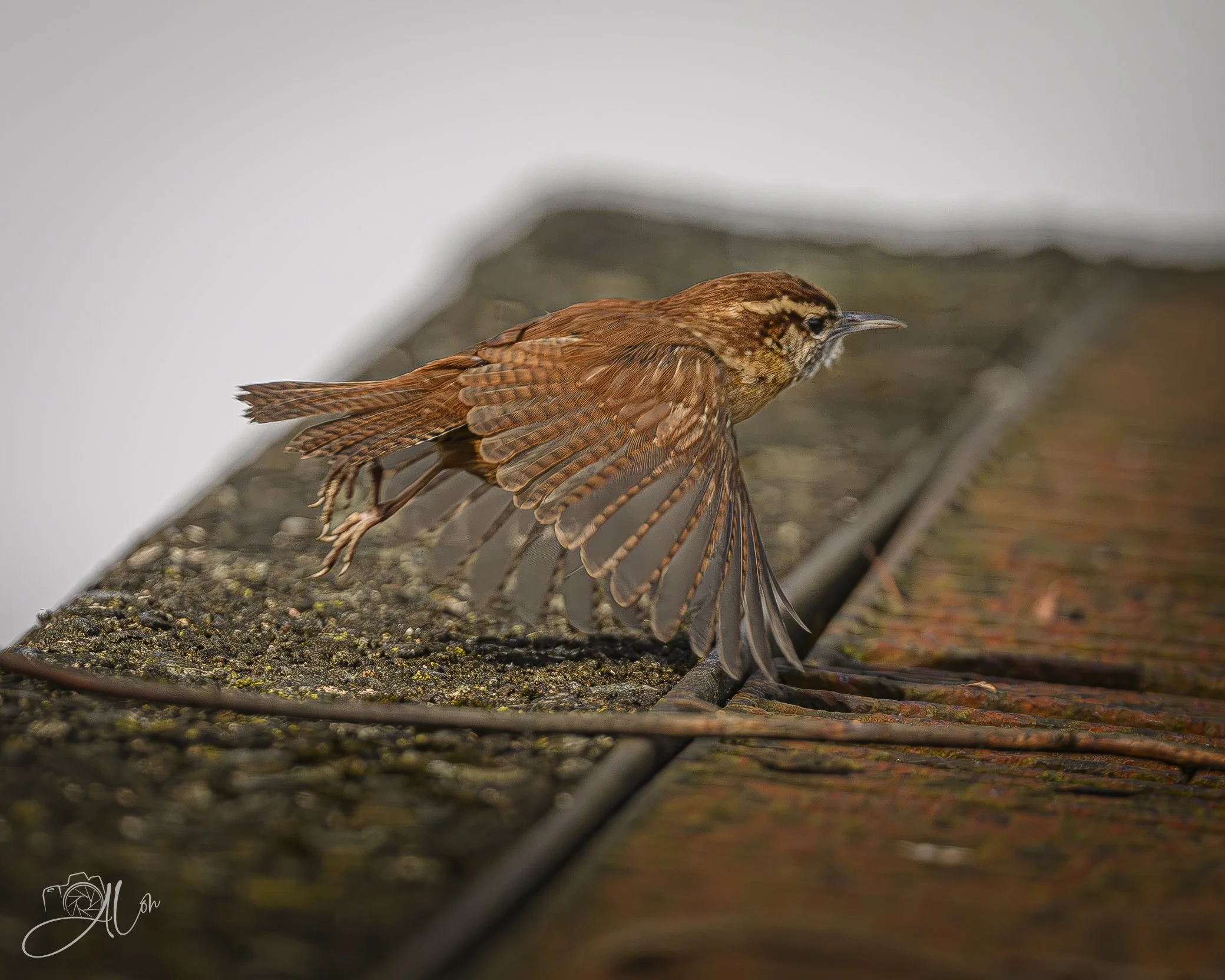 Rust on Rust
(Carolina Wren)
0Z88338