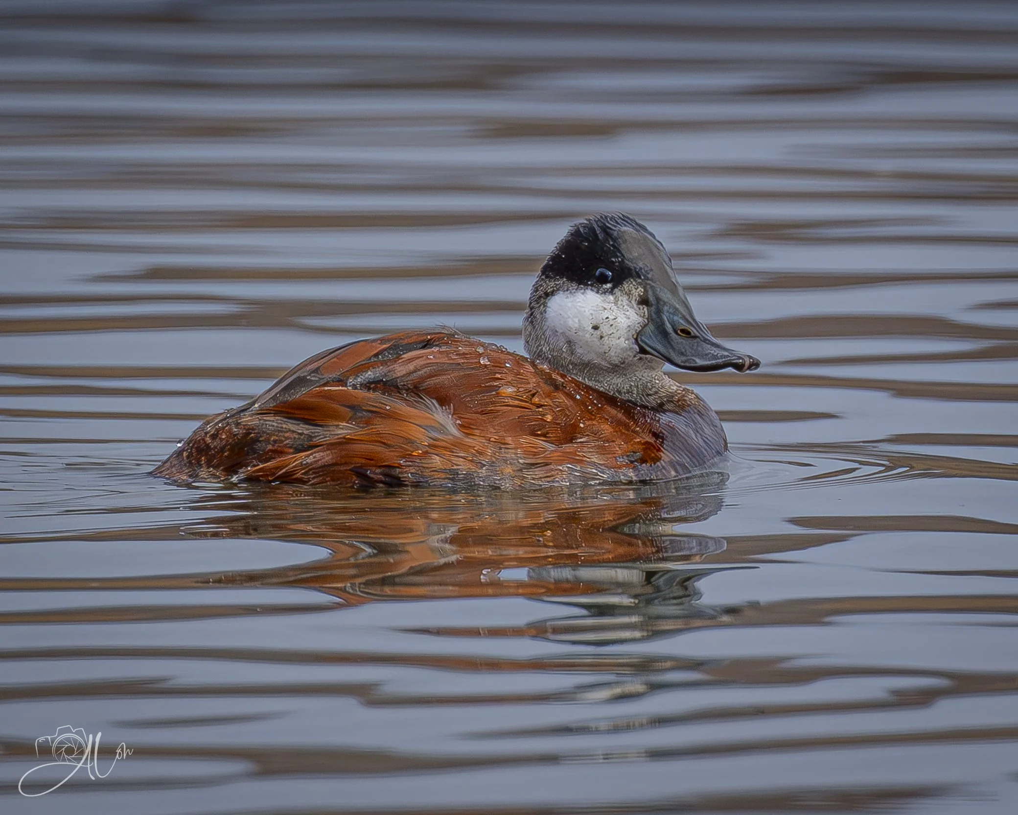 Amoré
(Ruddy Duck)
0Z84788