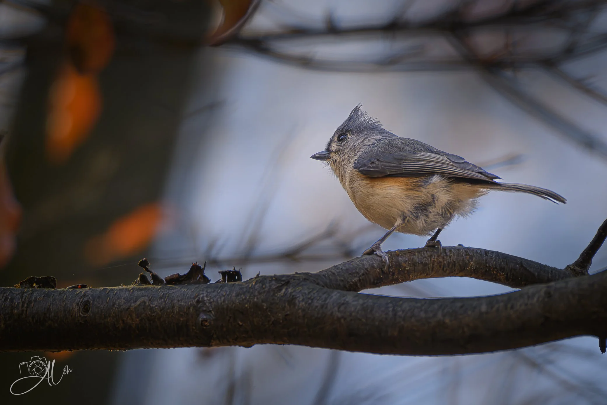 That's Odd!
(Tufted Titmouse)
0Z83955