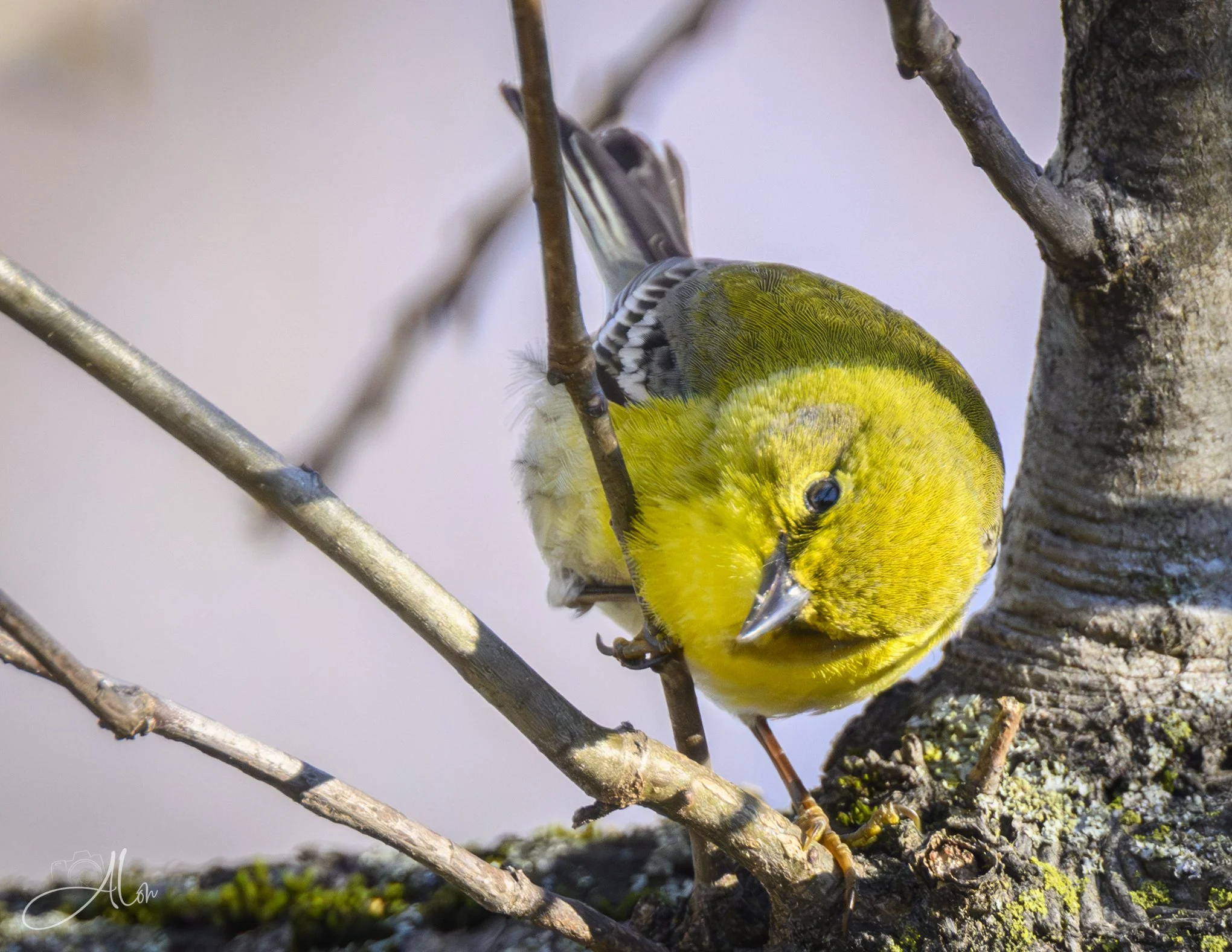 Wedged In
(Pine Warbler)
0Z80134