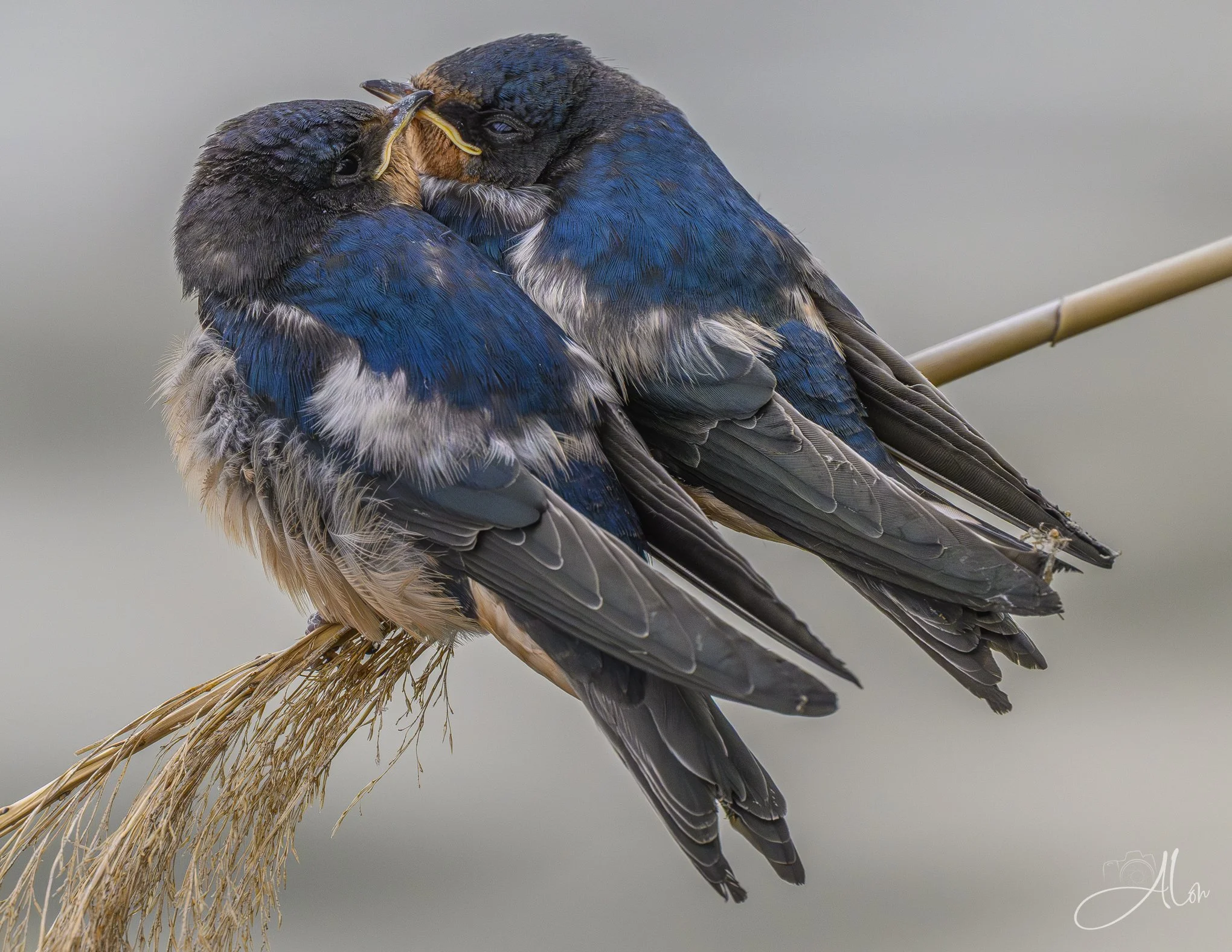 Crossed Beaks (Barn Swallows) Z8062626_3335