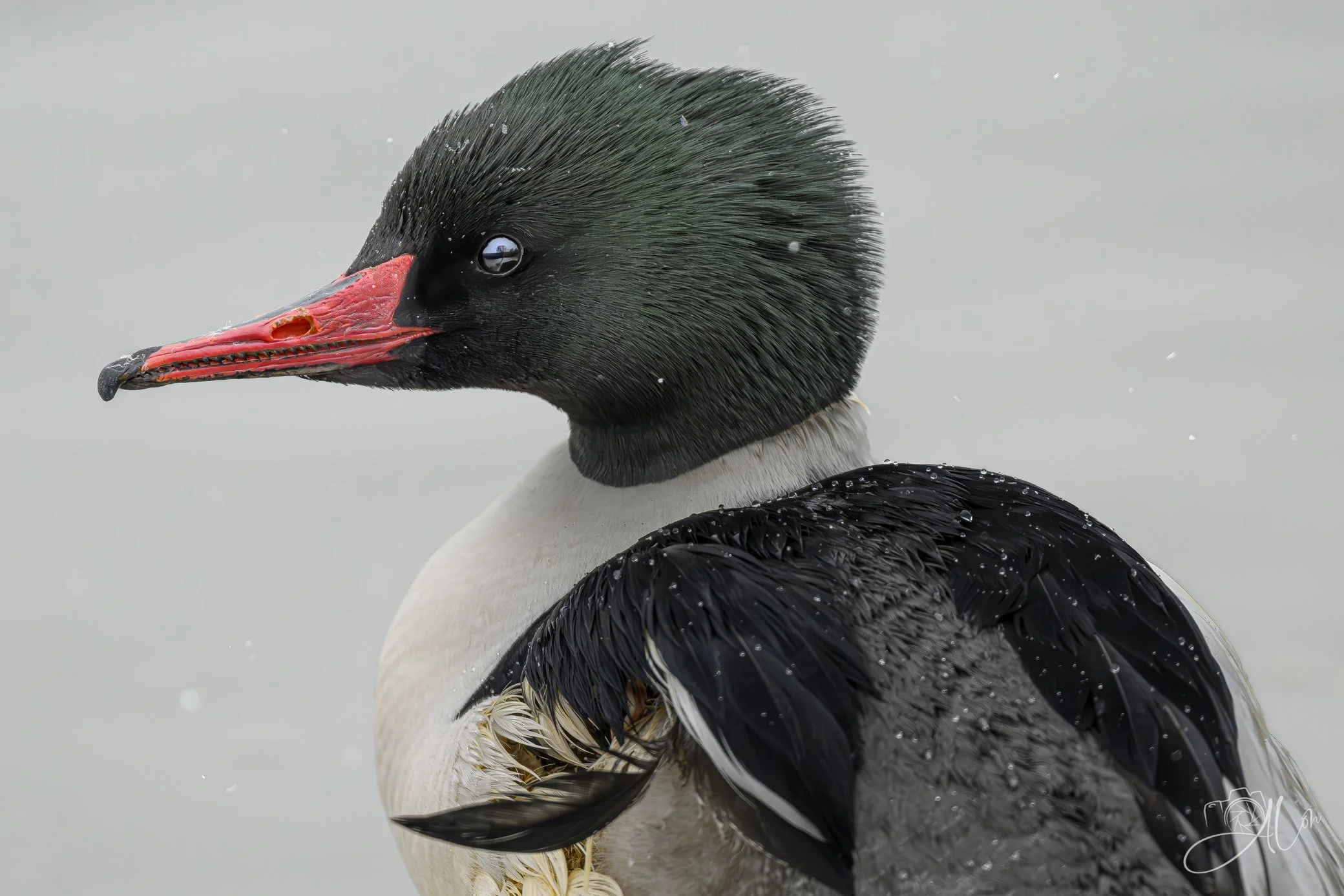 Hellraiser
(Common Merganser)
0Z85198-Edit