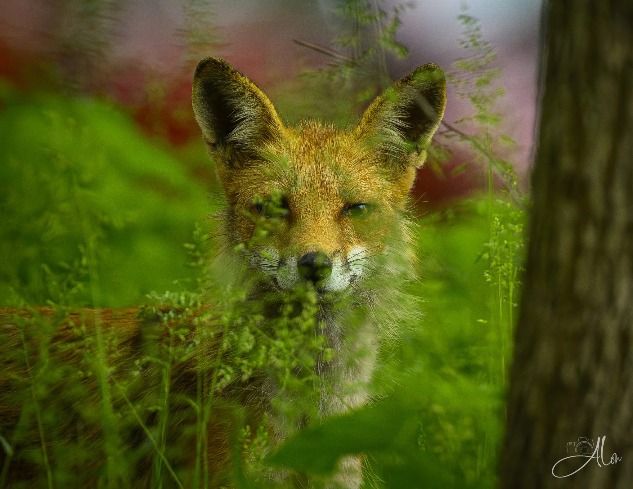 _0Z81679.jpg