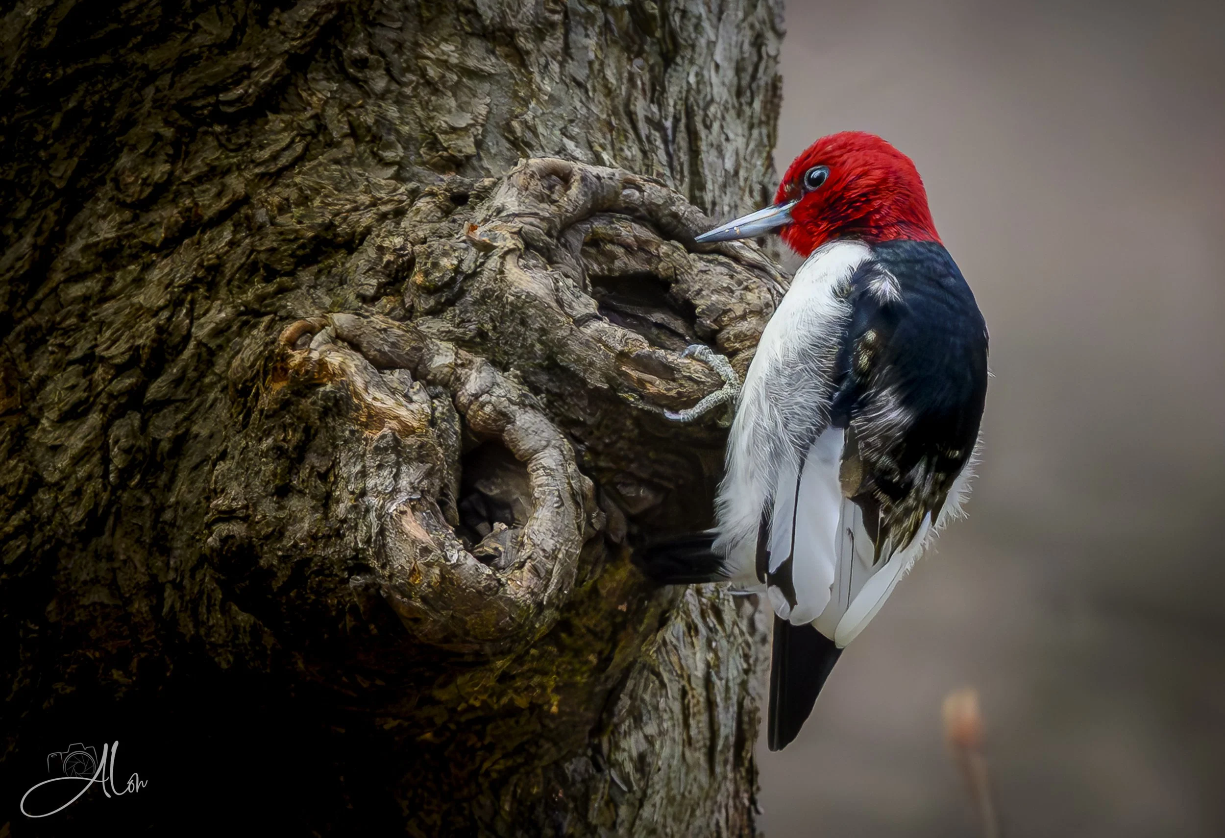 Red-Headed Woodpecker