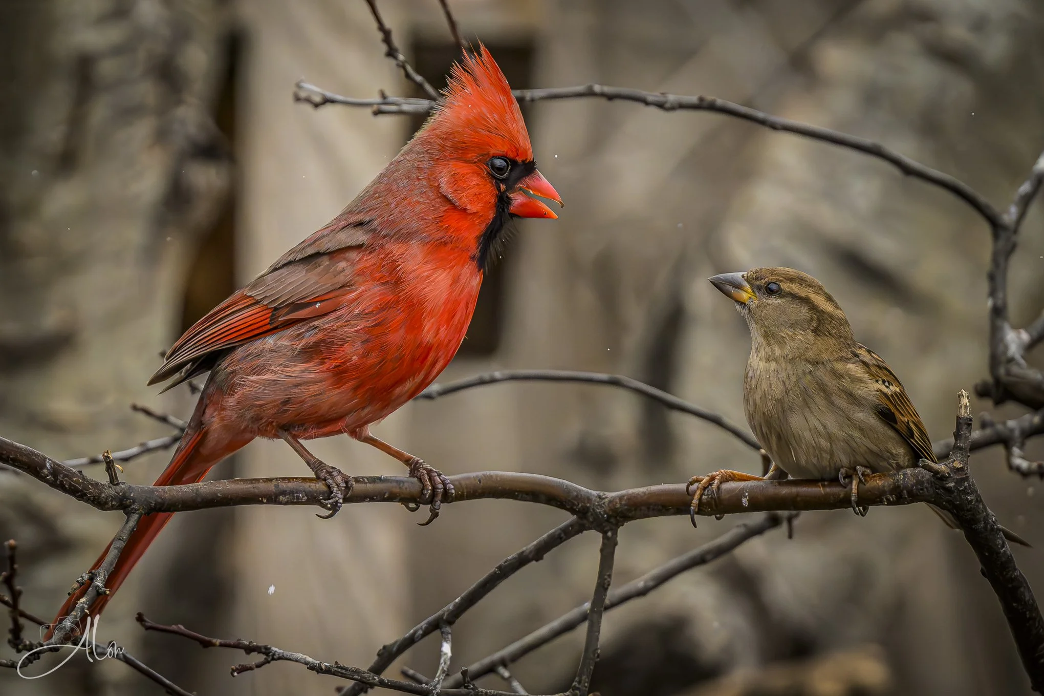 The Stern Lecture
(Northern Cardinal + Song Sparrow)
0Z81446