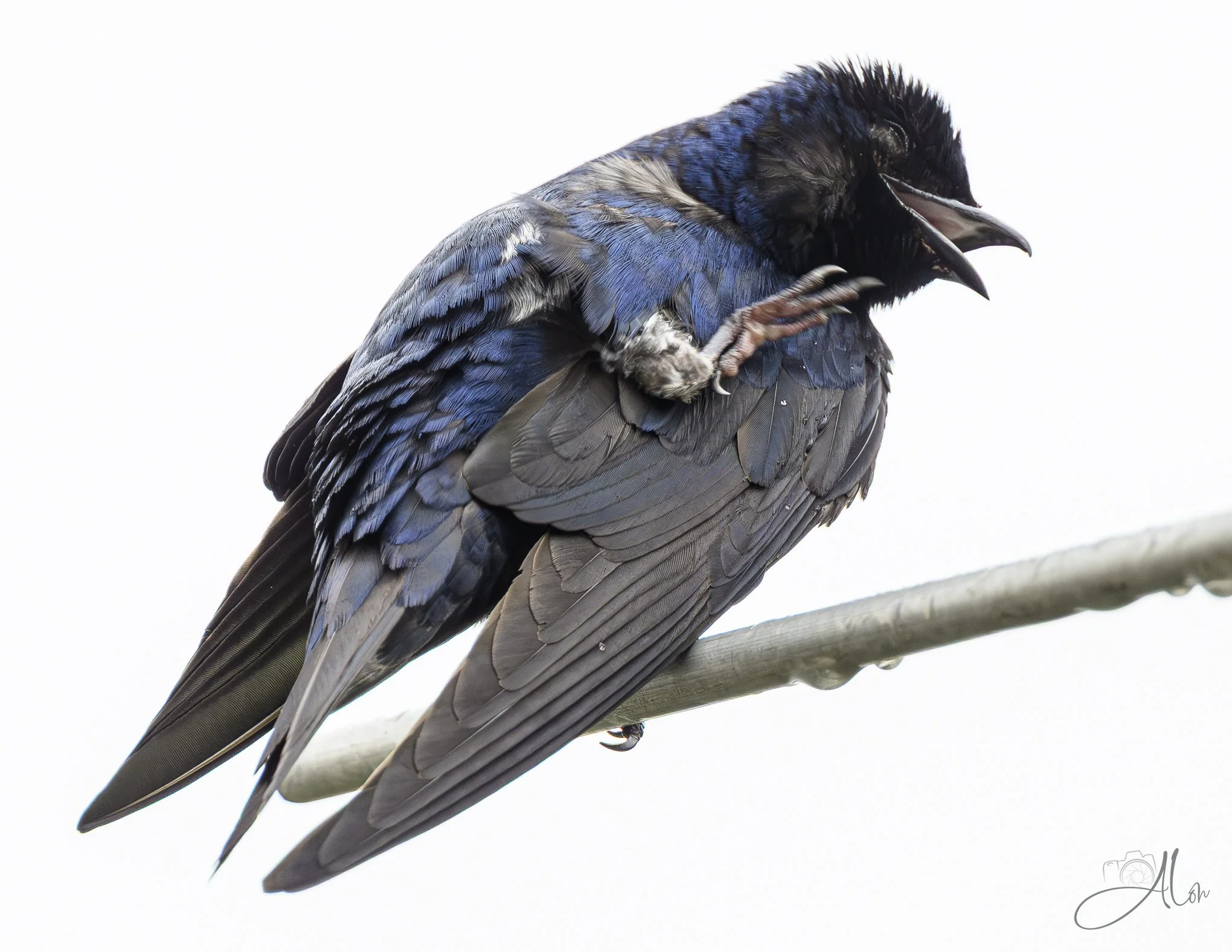 You're Makin' Me Laugh! (Purple Martin) 0Z81894