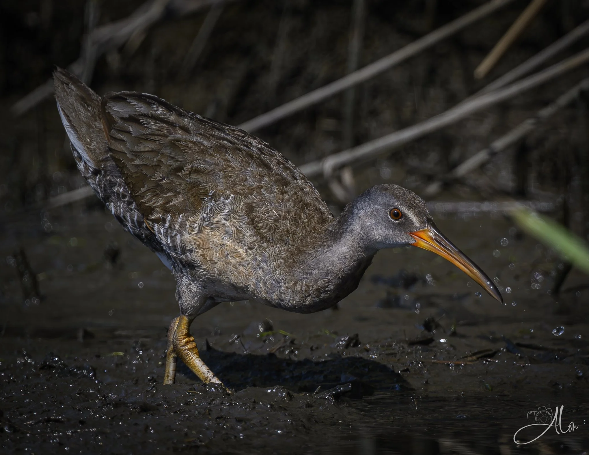 Testing the Waters (Clapper Rail) Z8070426_9620
