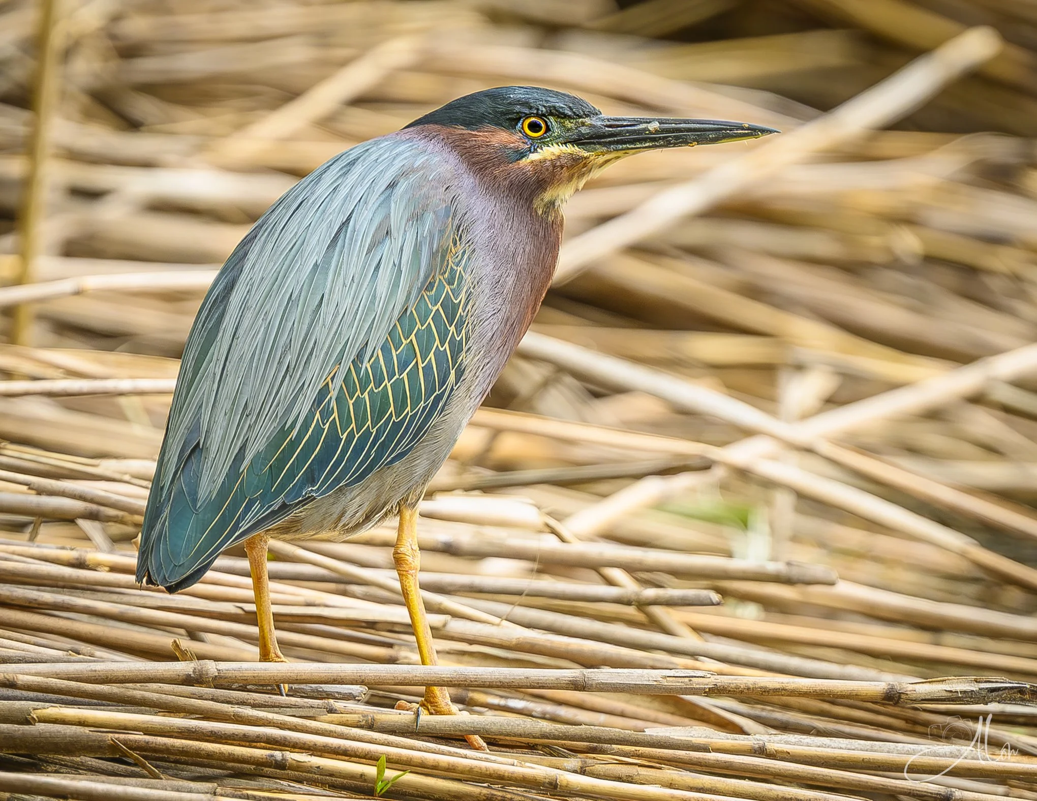 Hunchback (Green Heron) 0Z87199