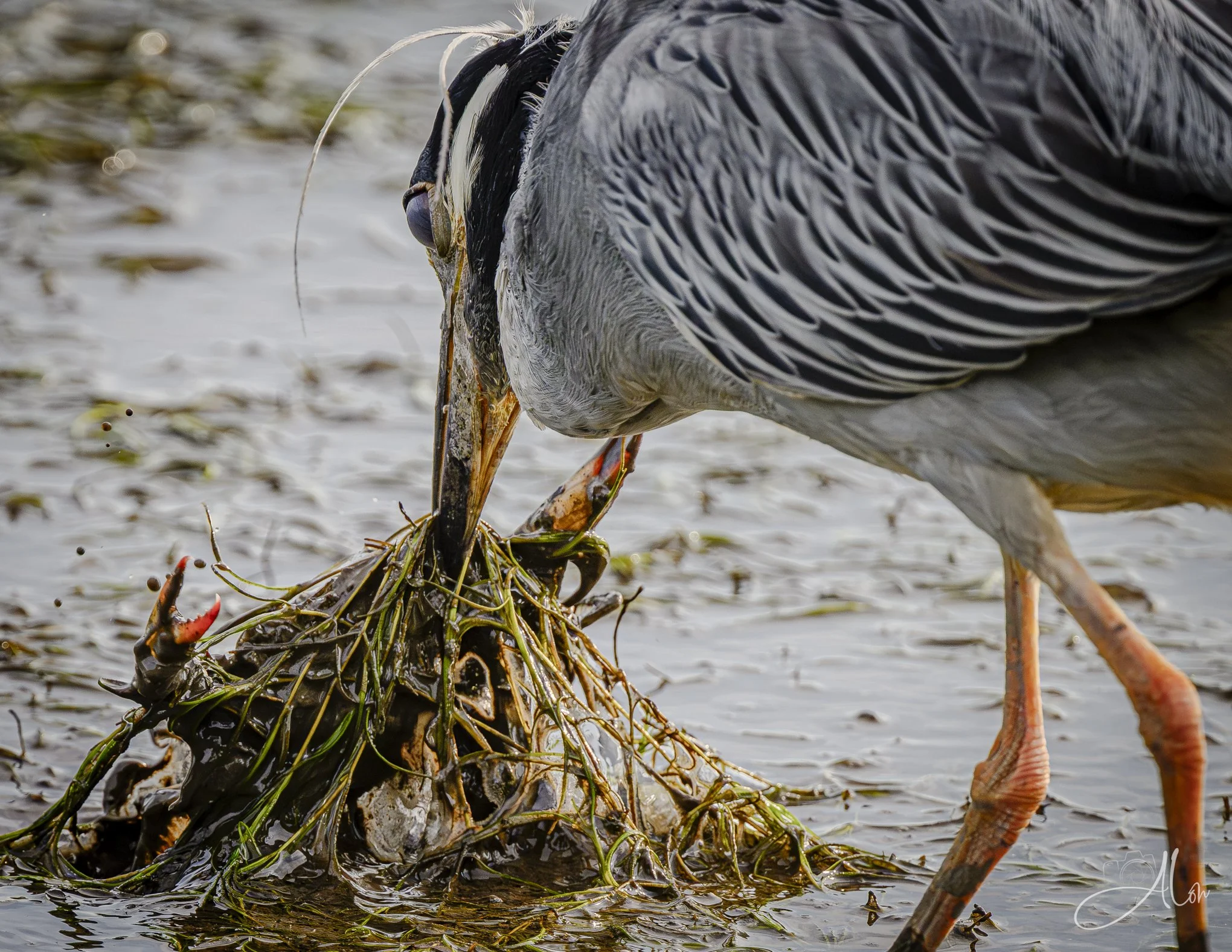 Crab Net (Yellow-Crowned Night Heron) Z8063026_8287