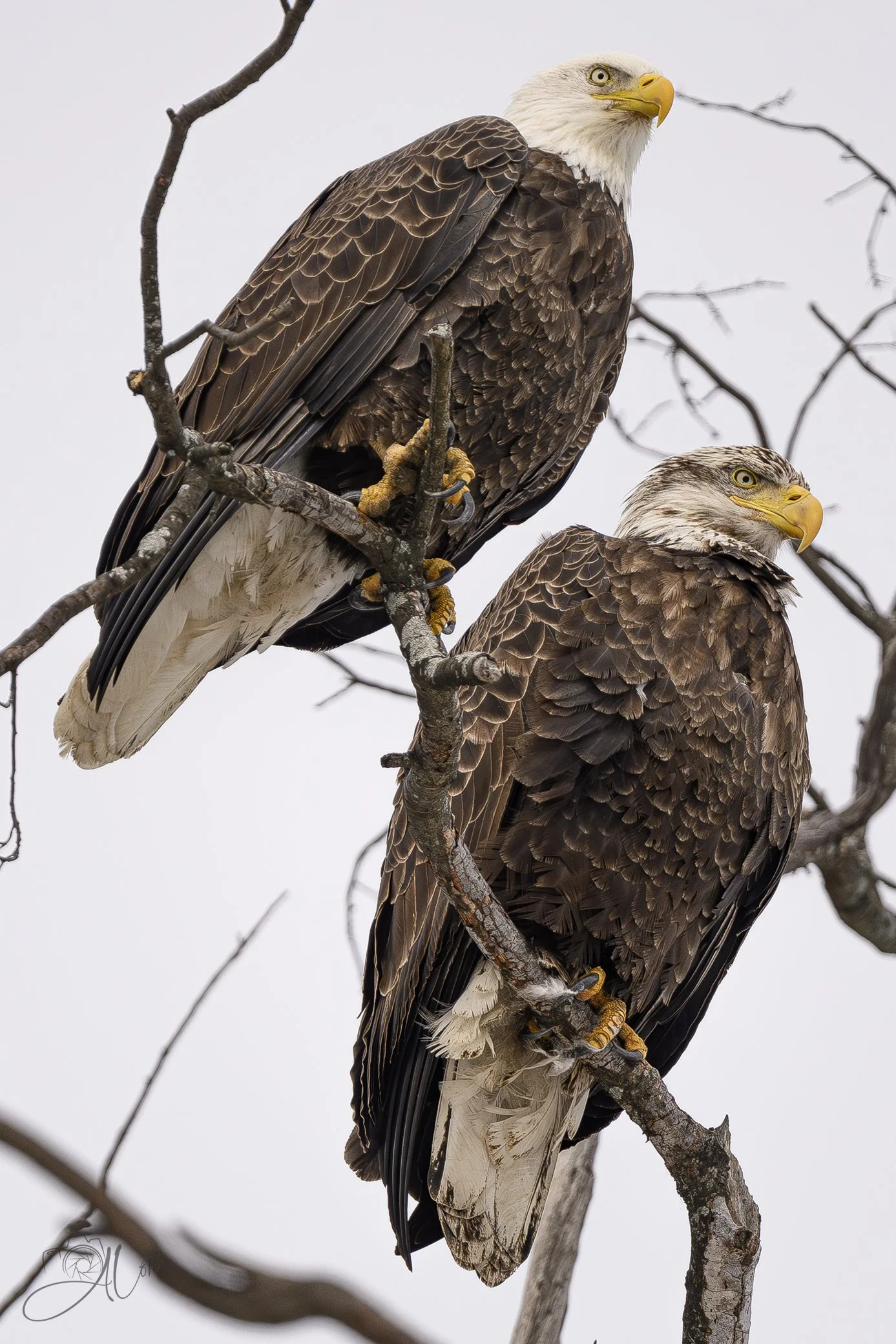 Front Row Seats
(Bald Eagles)
0Z80366