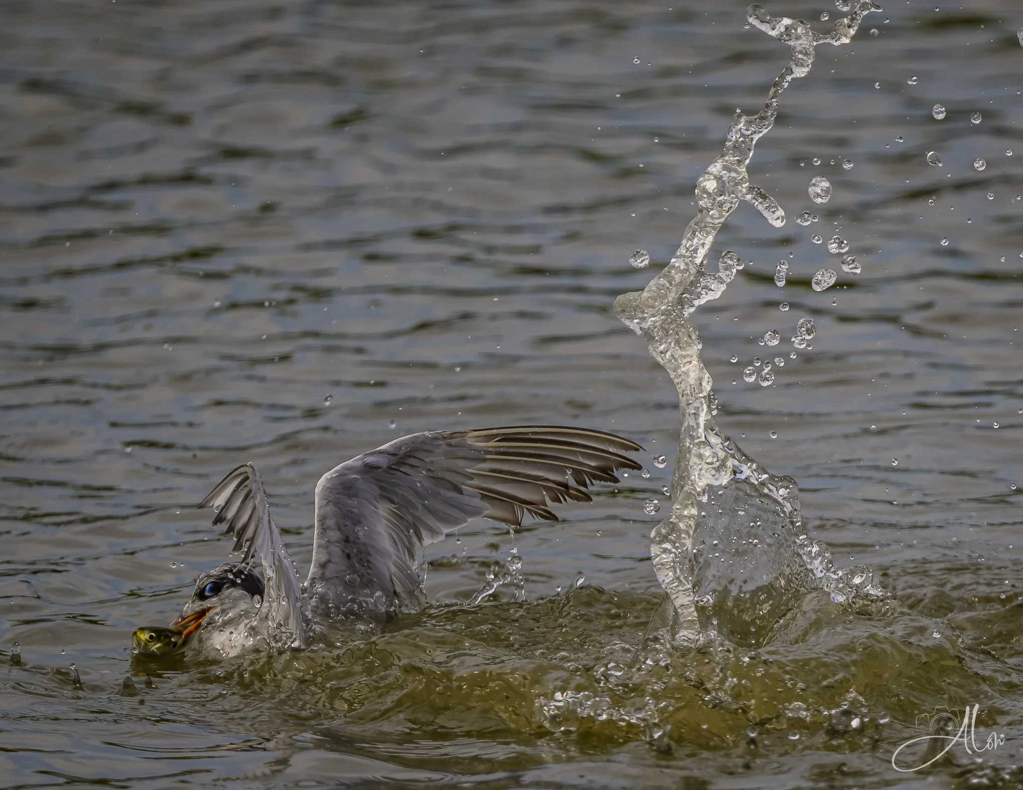 Freshly-Caught (Forster's Tern) 082026_7337