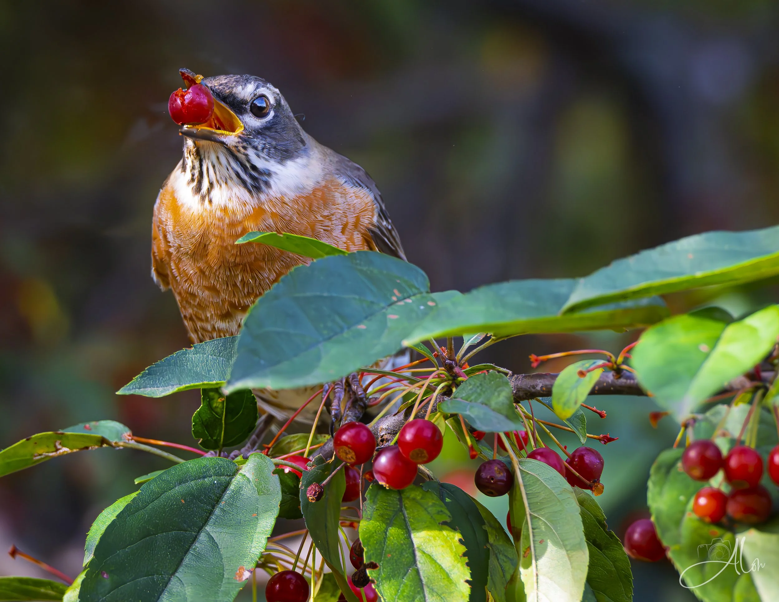 Gogo Berries (American Robin) 0Z81176