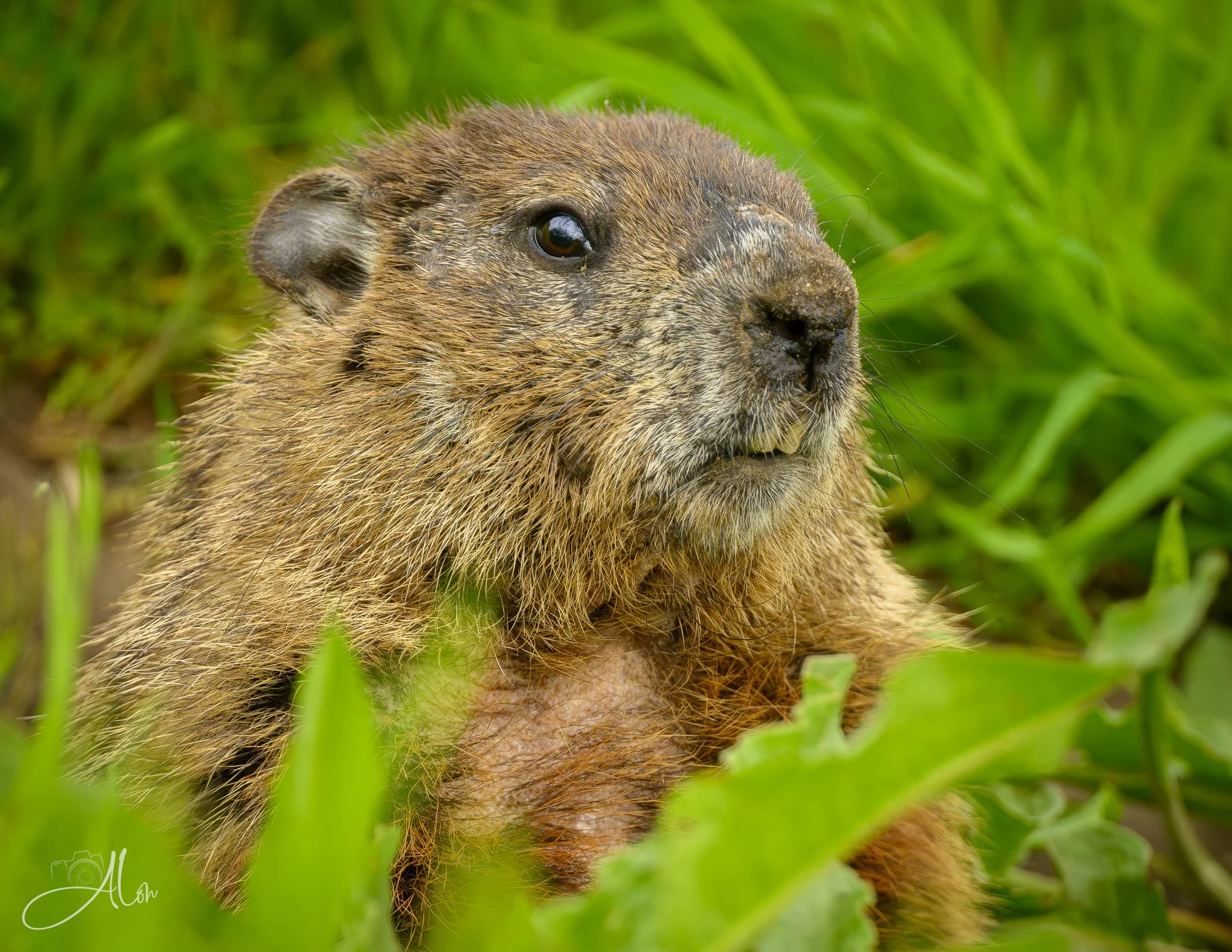A Toothy Grin
(Groundhog)
0Z80973