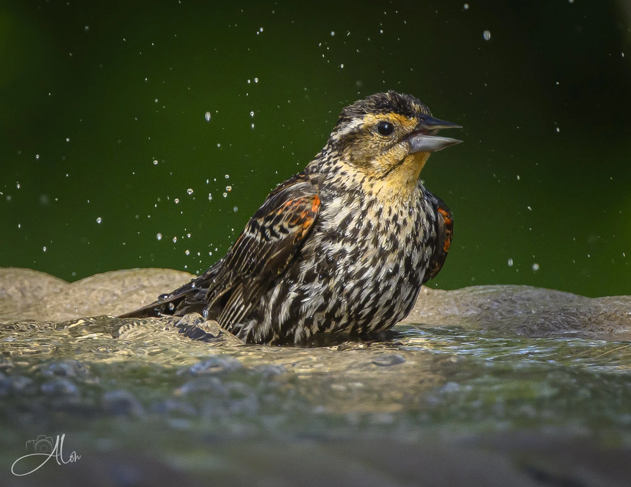 Do You Know What I Am? (Red-Winged Blackbird) 06-18-26_0Z8_3255