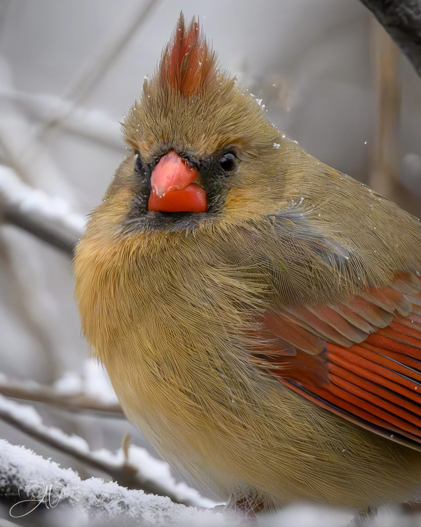 You Lookin' At Me?
(Northern Cardinal)
0Z87488