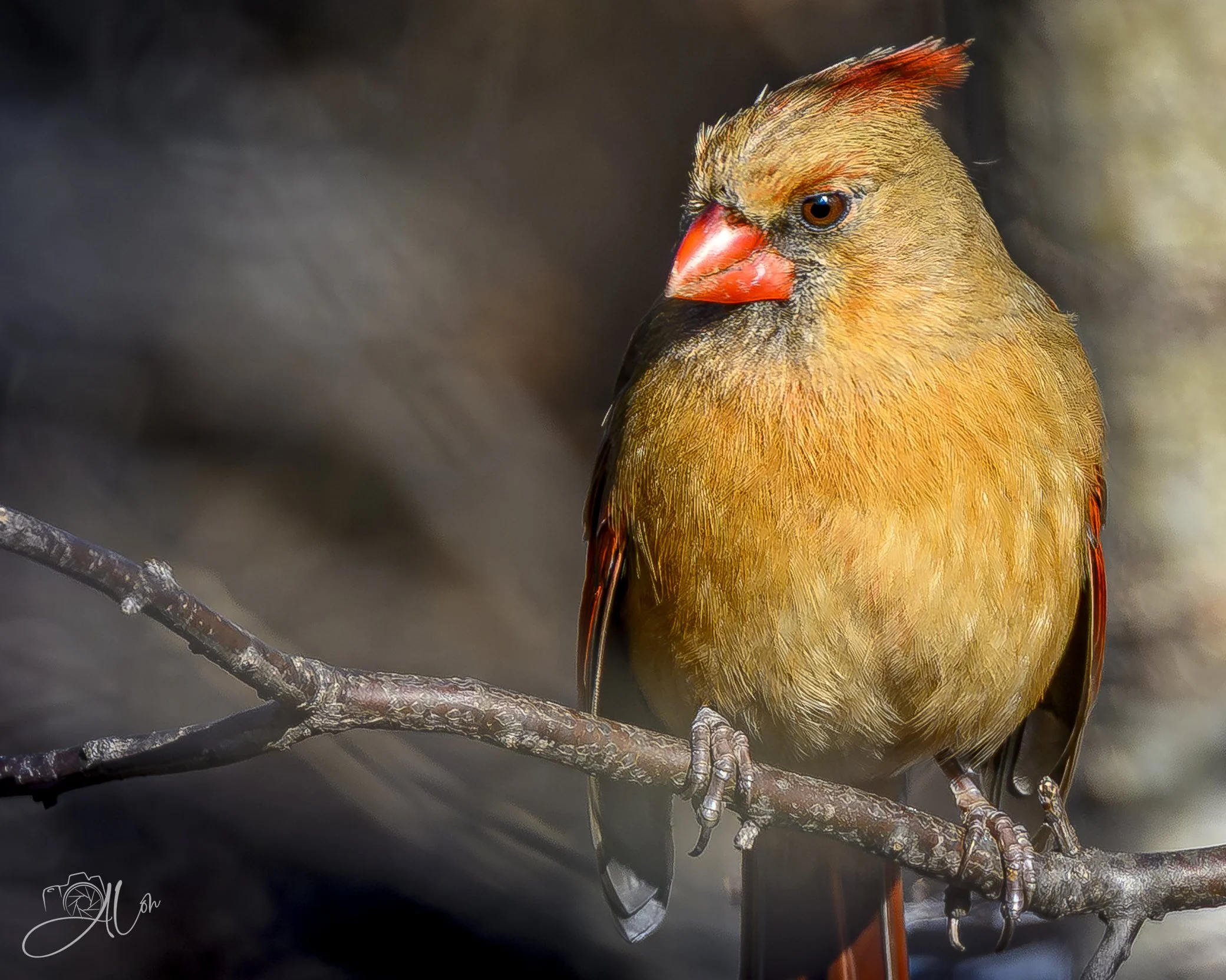Satisfaction
(Northern Cardinal)
0Z80483