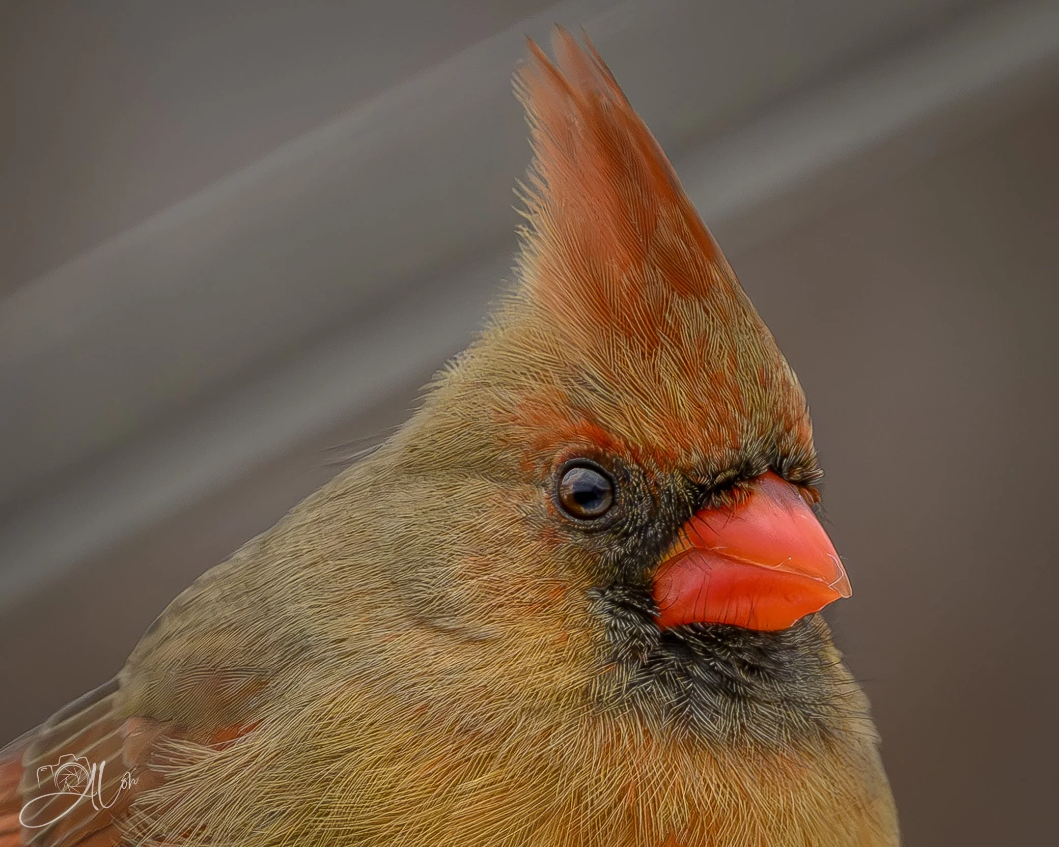 Did I Overdo the Hairspray?
(Northern Cardinal)
0Z89221