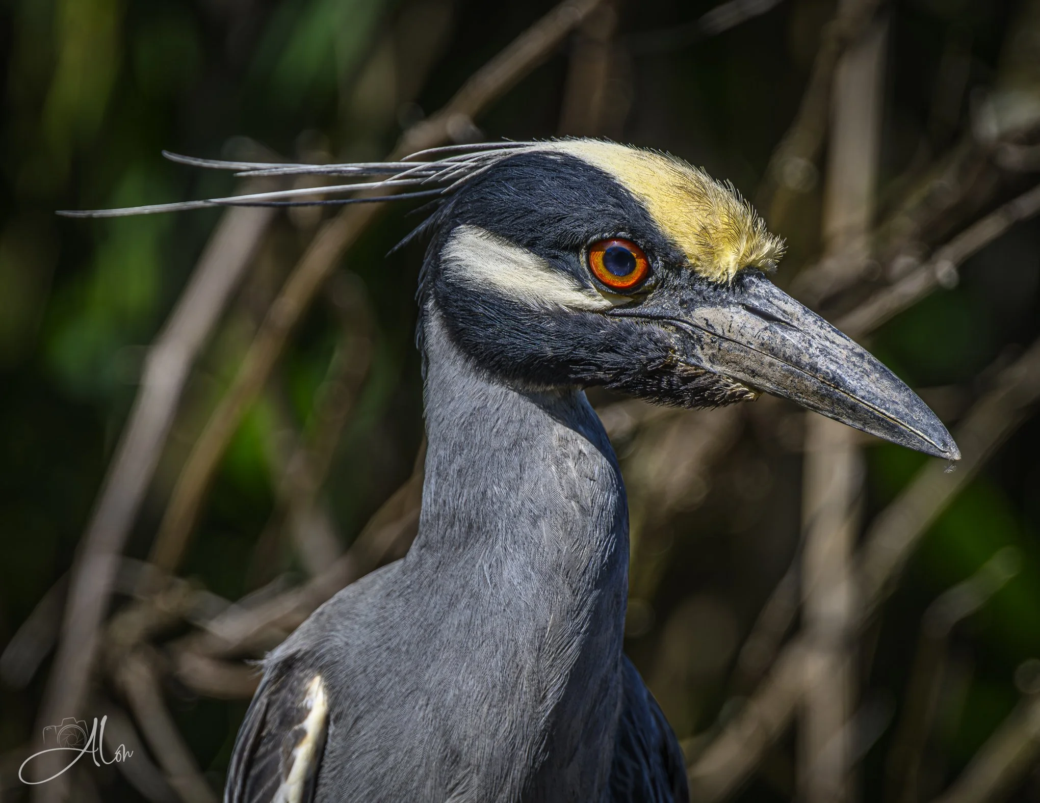 Exist (Yellow-Crowned Night Heron) 0Z83082