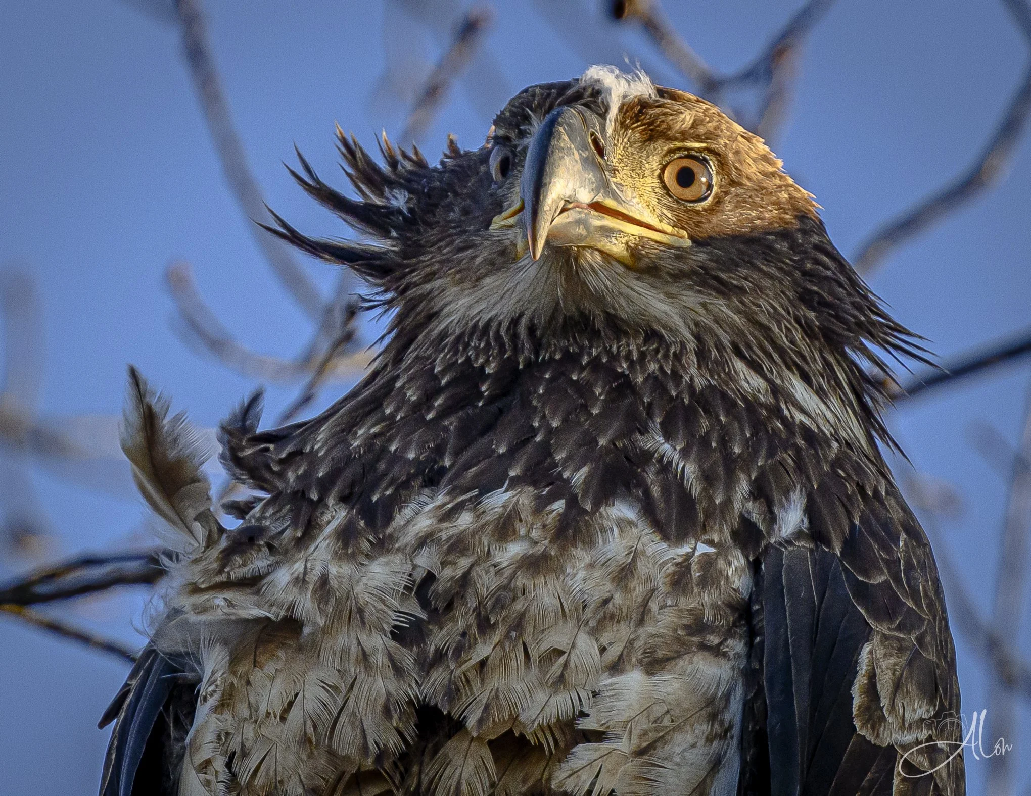 In a Stupor
(Bald Eagle)
0Z84412