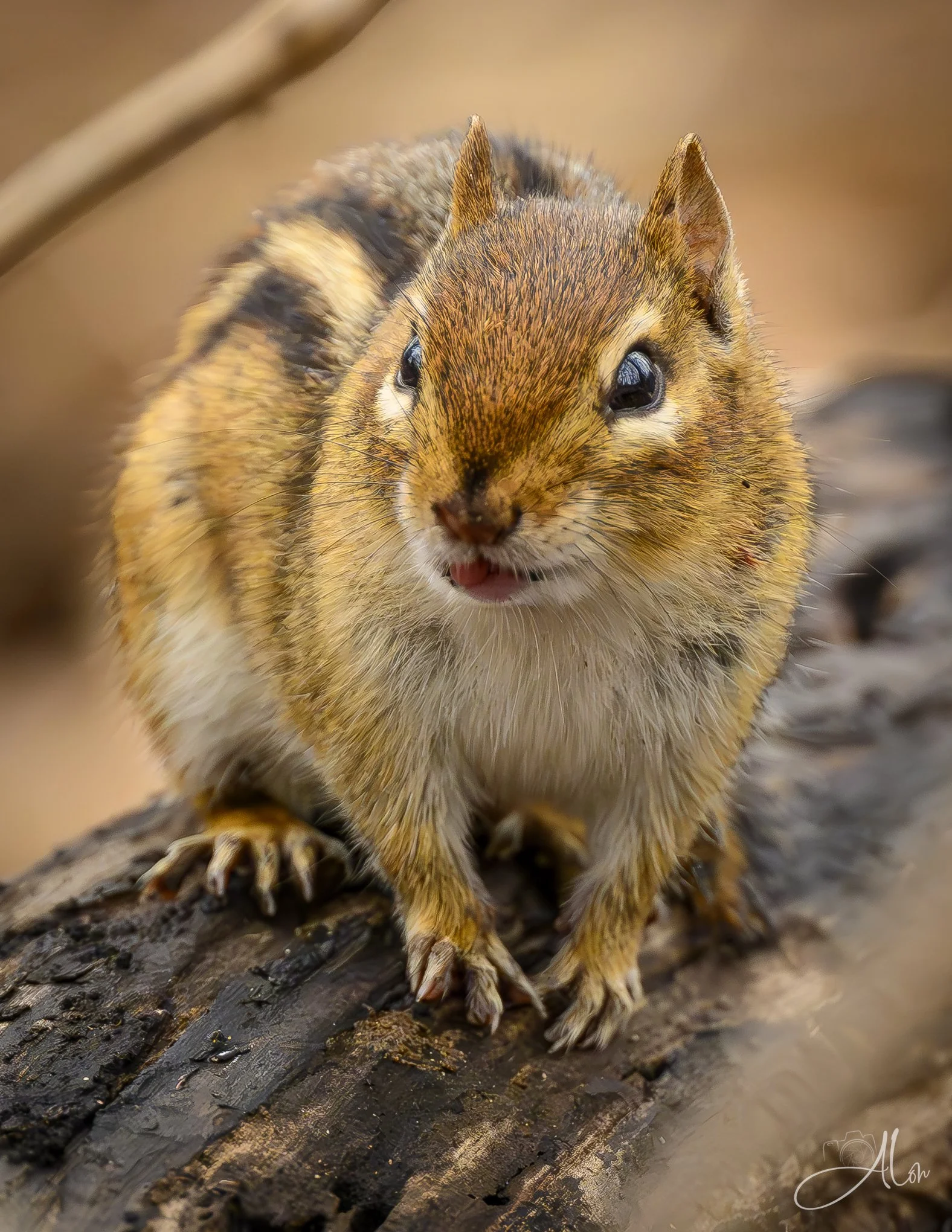 The Cutest Rodent
(Chipmunk)
0Z83557