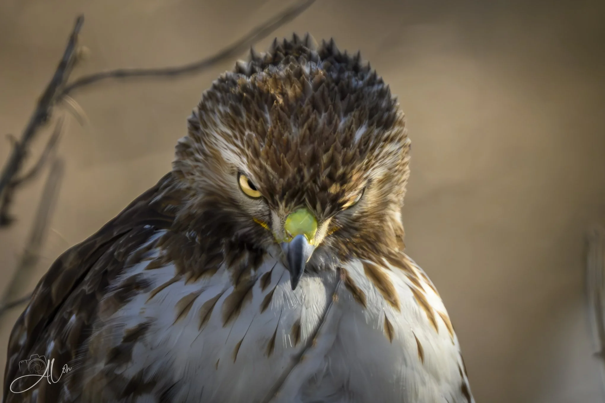 Got a Spell On You!
(Red-Tailed Hawk)
0Z89077