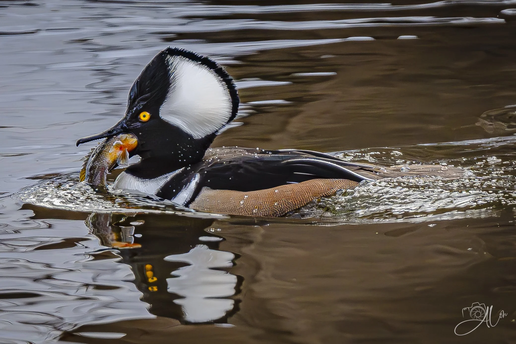 A Sunny Day for Sushi
(Hooded Merganser)
0Z80656