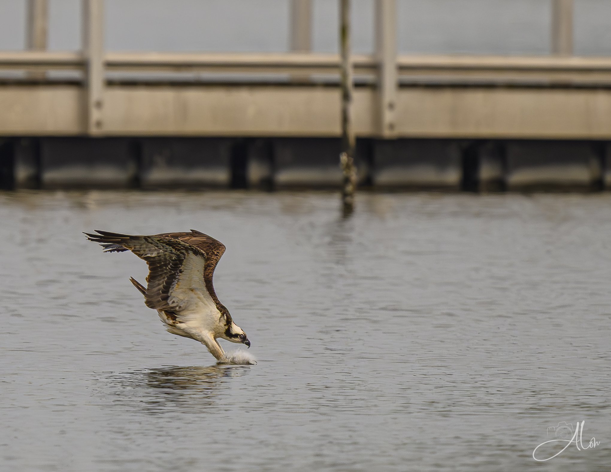 Failed Attempt (Osprey) Z8062626_3020