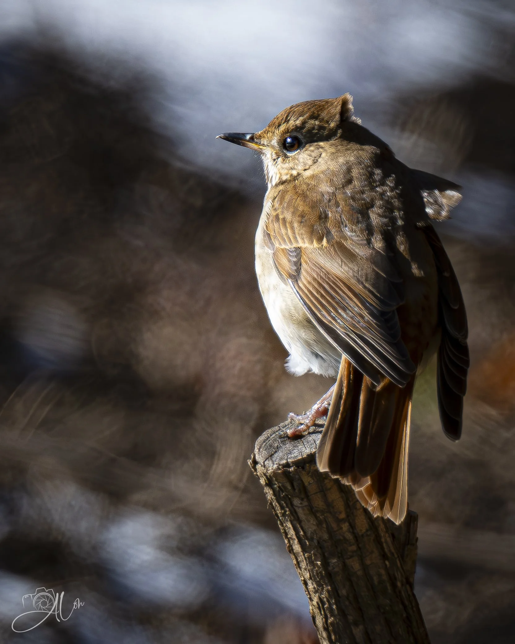 Splintered Light
(Hermit Thrush)
0Z86389