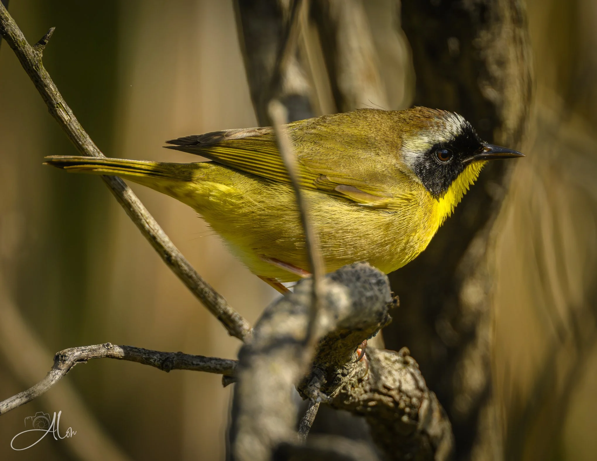 (Common Yellowthroat)
0Z82537