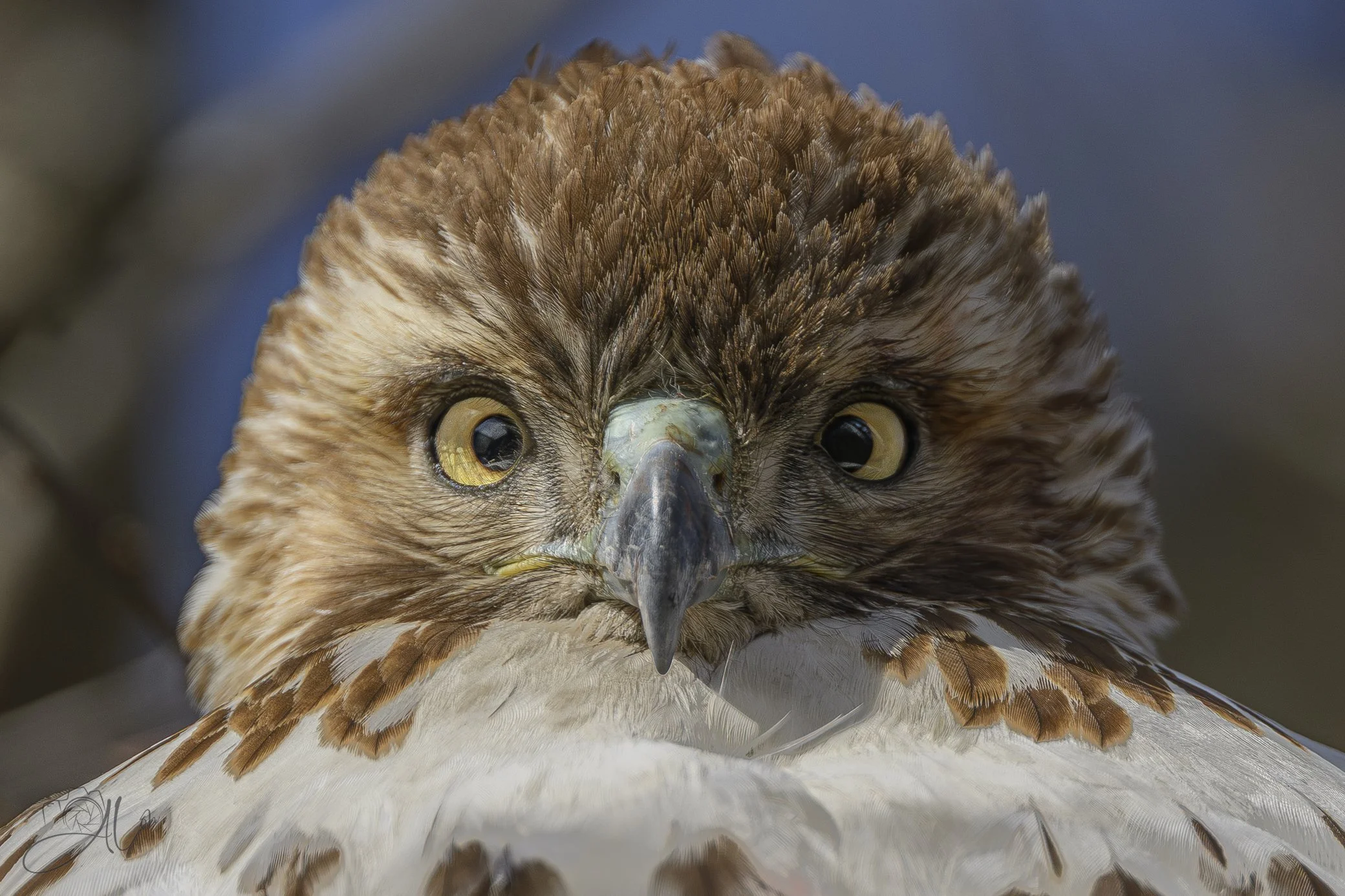 Don't Be Cross (Eyed) With Me
(Red-Tailed Hawk)
0Z87714