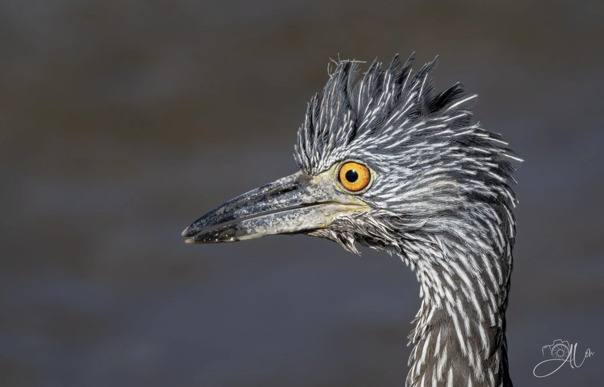 Bristle
(Yellow-Crowned Night Heron)
0Z85192
