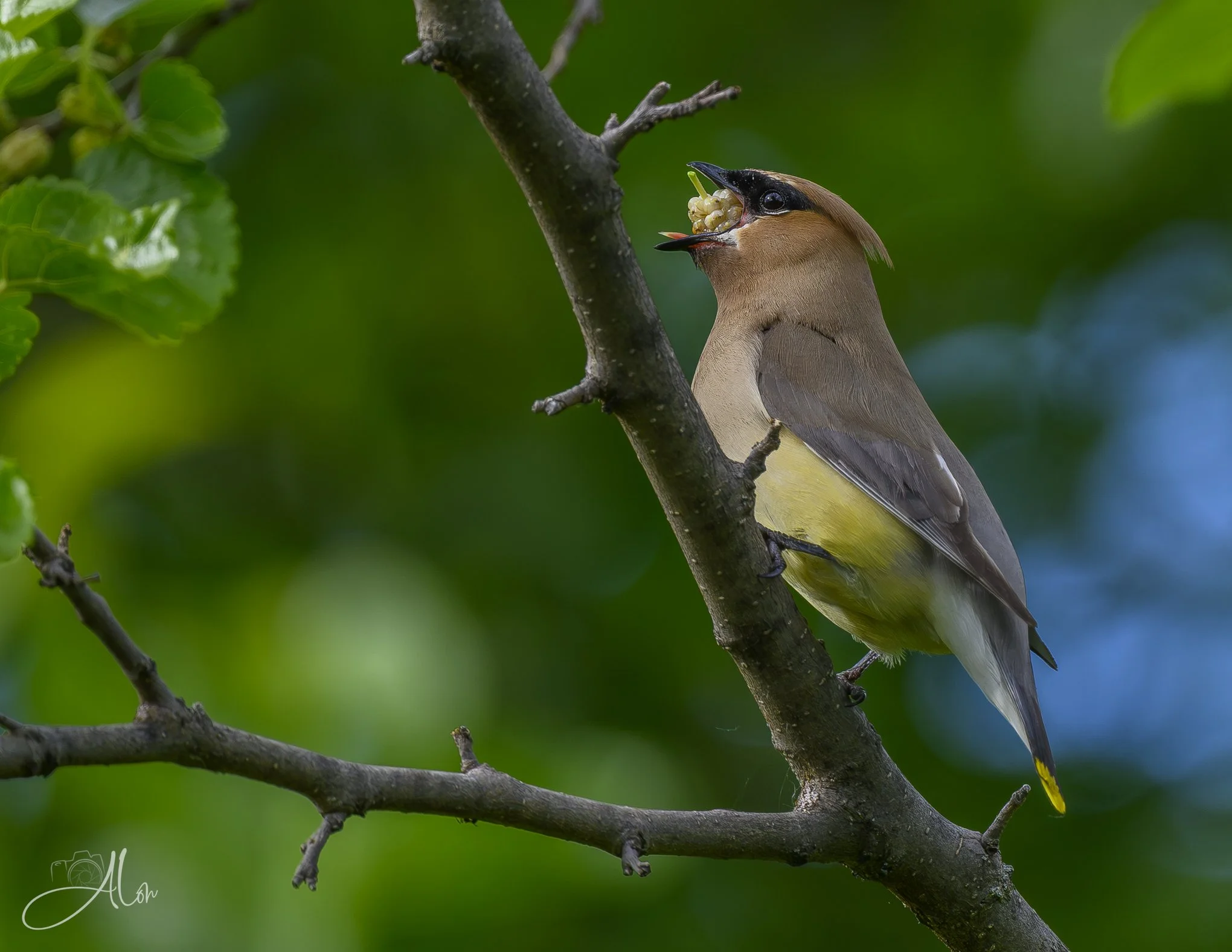 Cedar Waxwing