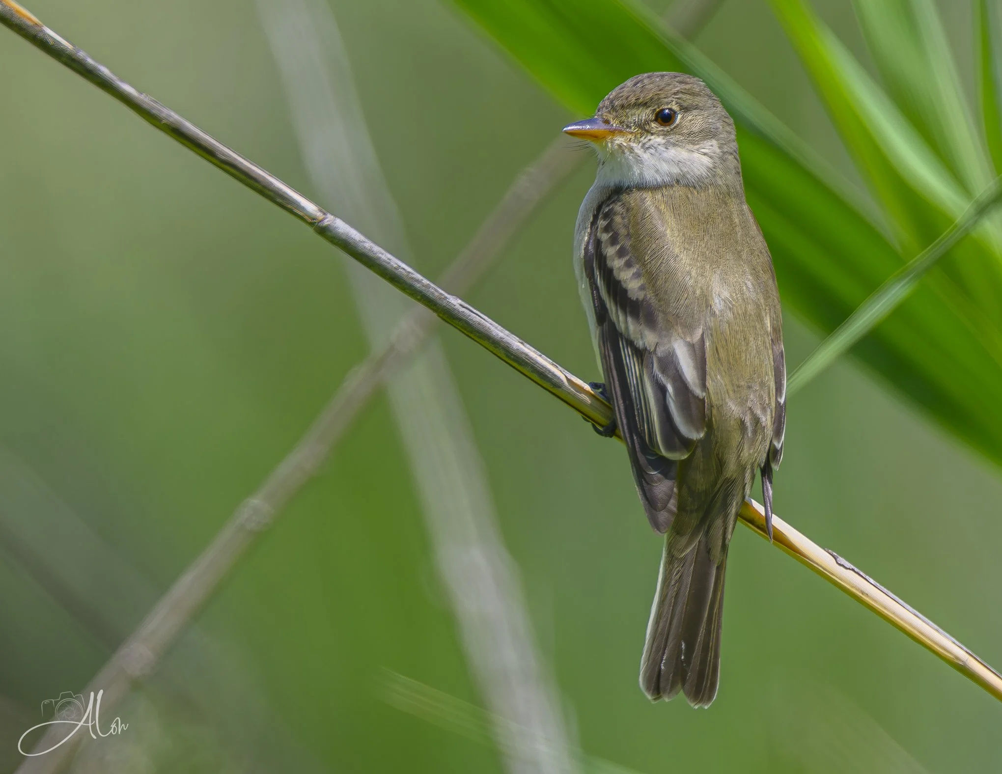 Stalker (Willow Flycatcher) 0Z83809