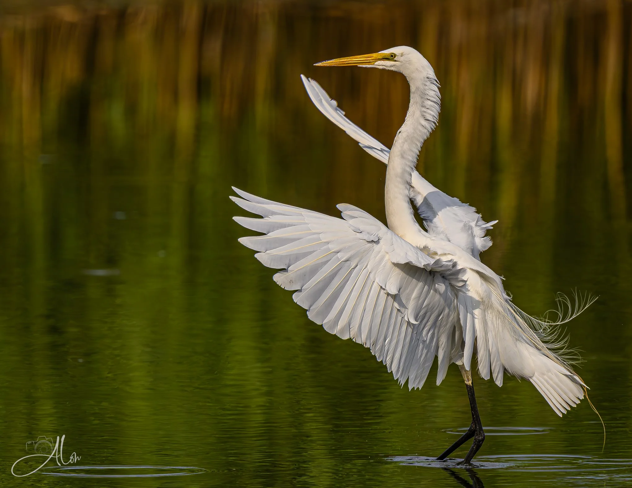 Everyone! Calm the Hell Down! (Great Egret) 072926_2738