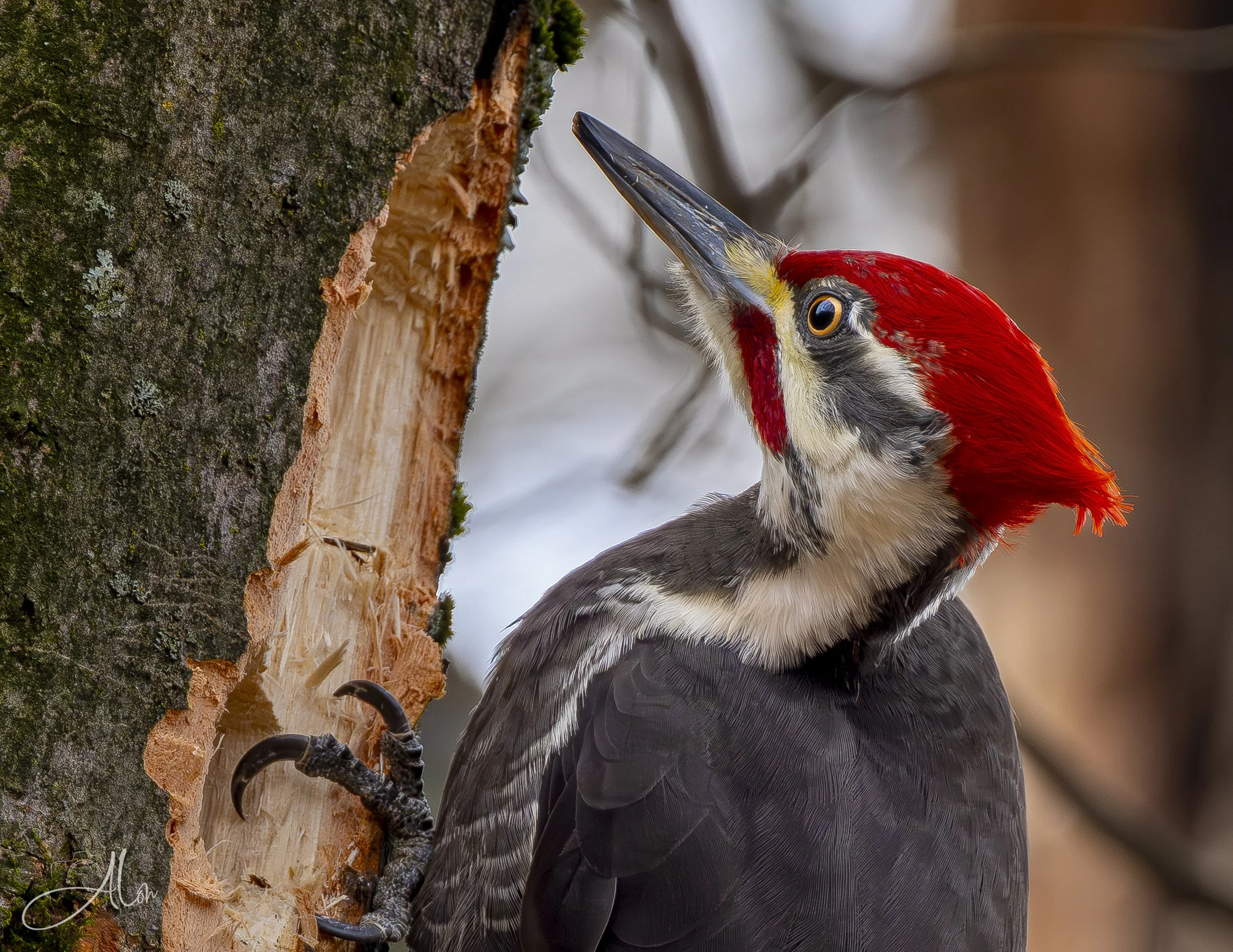 Sharp! (Pileated Woodpecker) 0Z83811