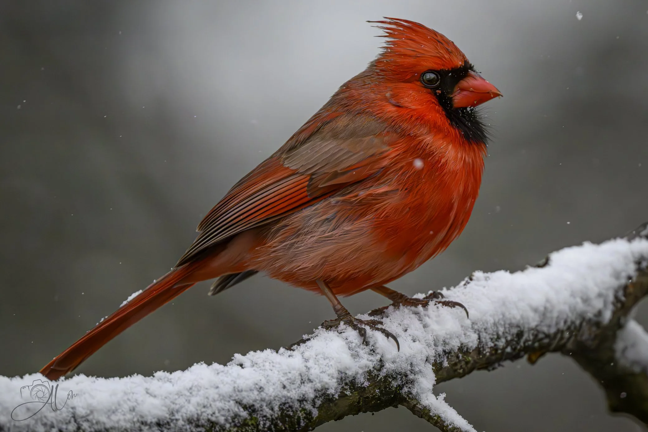 Is This My Good Side?
(Northern Cardinal)
0Z86208