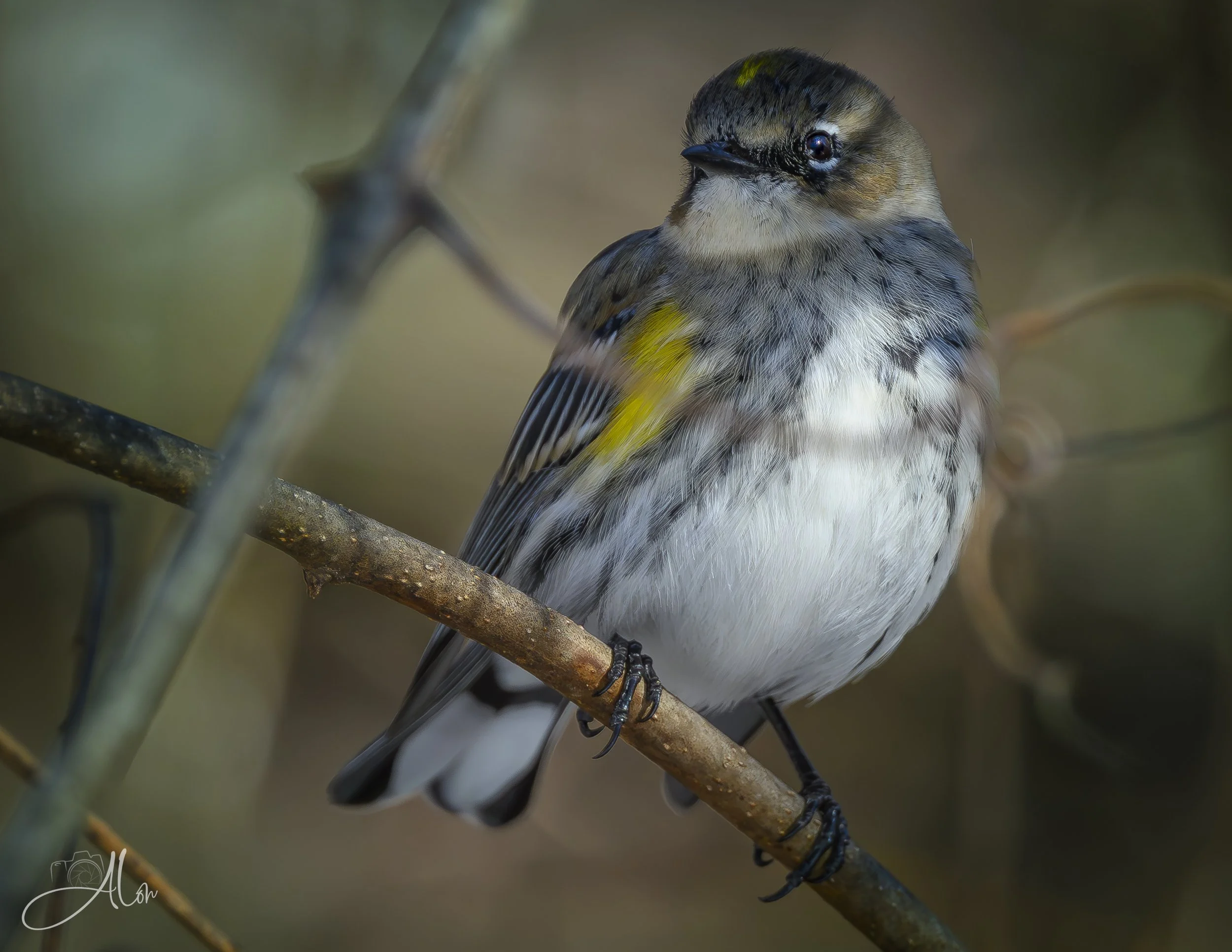 Yellow Rumped Warbler