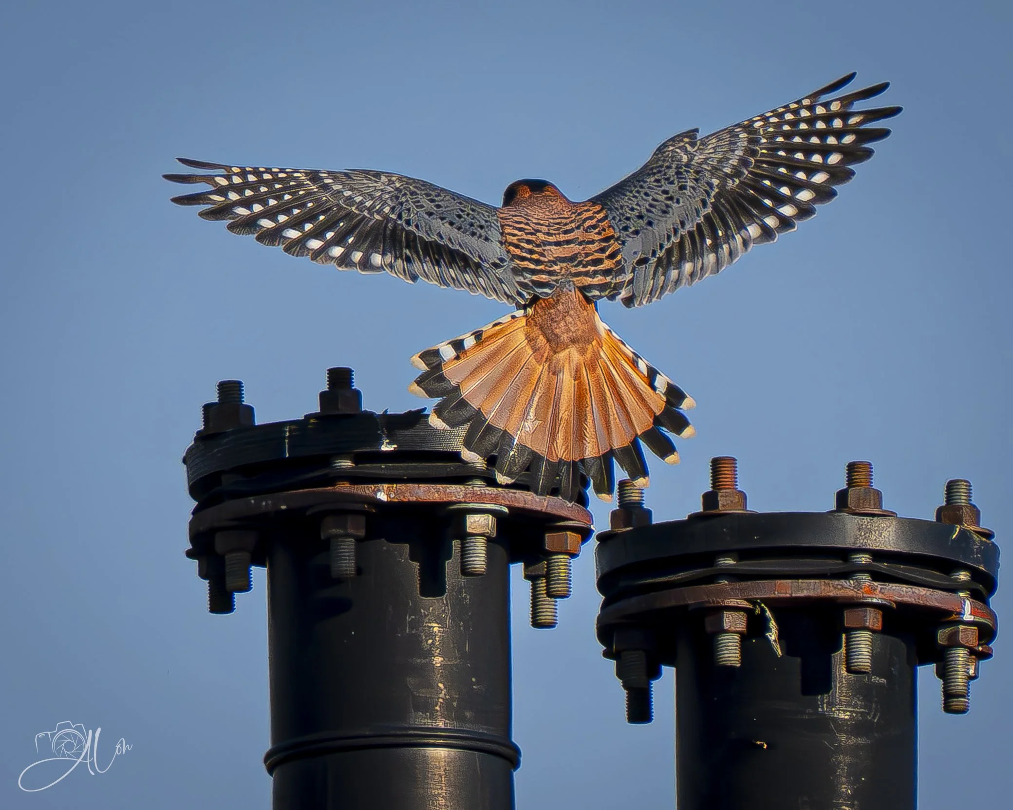 Venting
(American Kestrel)
0Z85676