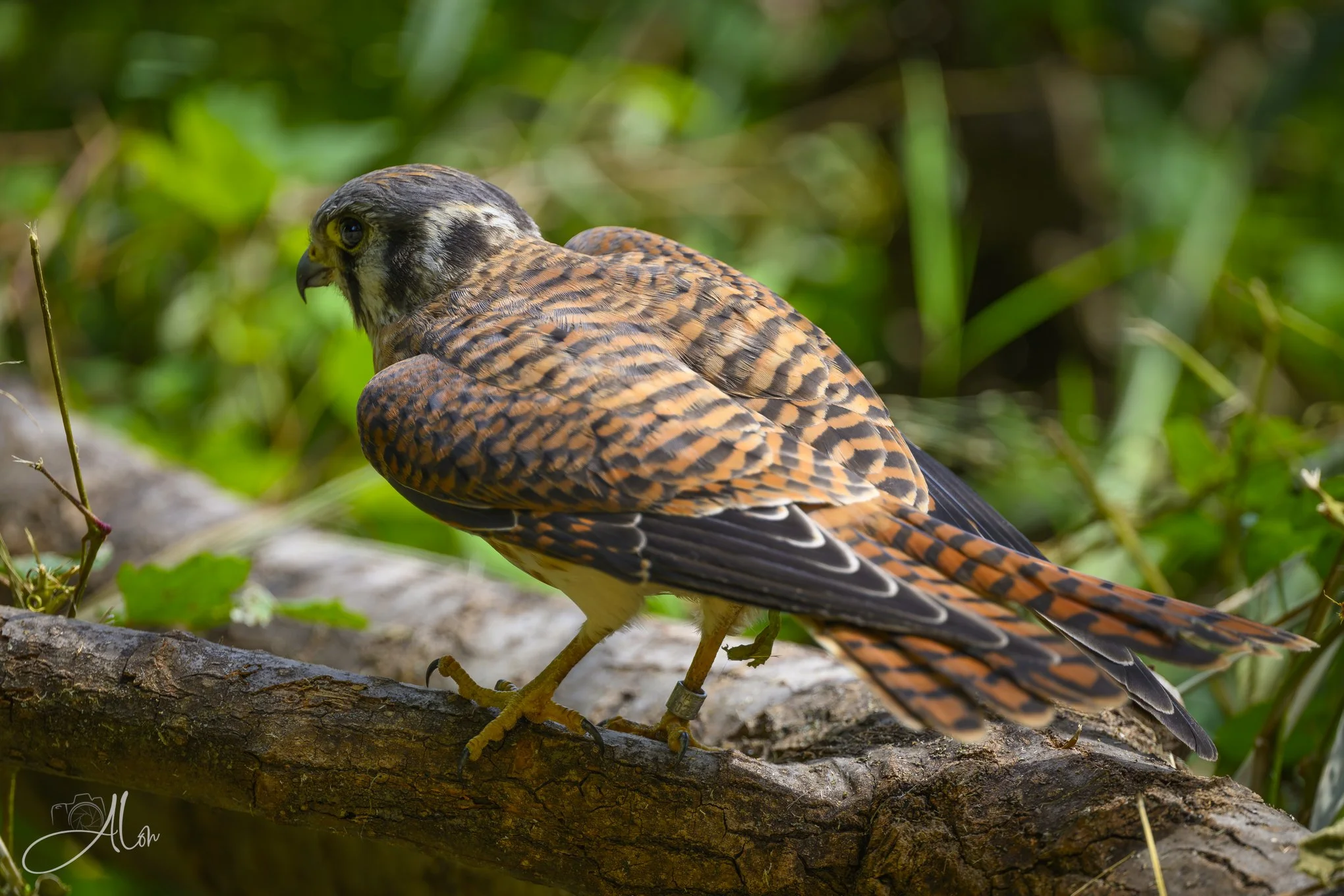 Logged On (American Kestrel) 081226_0123