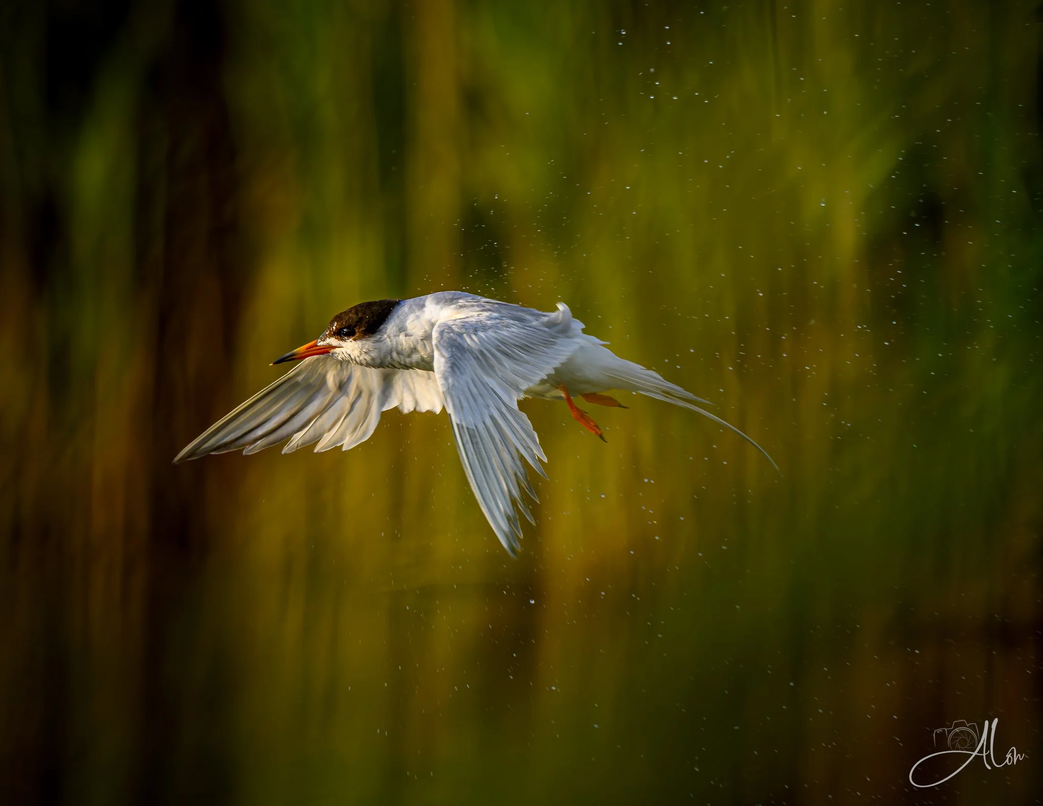 Here I Come to Save the Day (Forster's Tern) _0Z83854