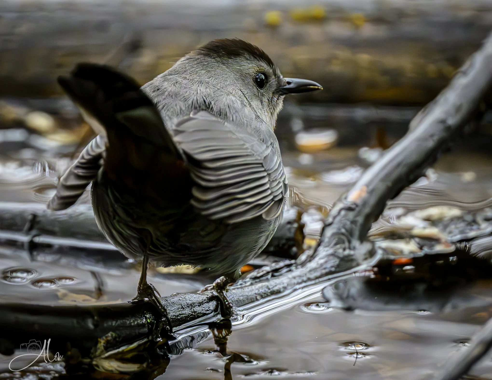 Tarred and Feathered
(Gray Catbird)
0Z83947