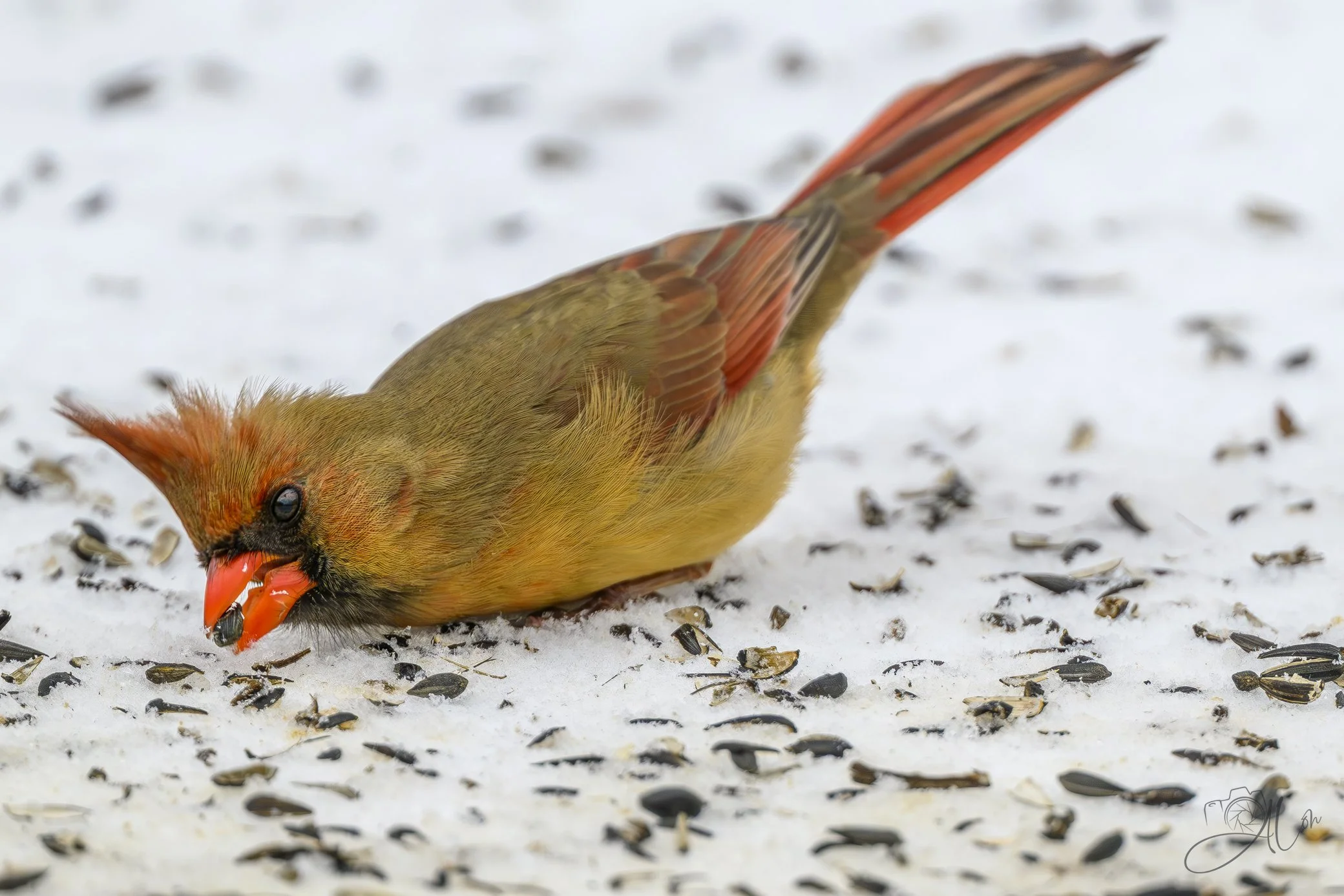 Just Feed Me and I'm Yours!
(Northern Cardinal)
0Z89286