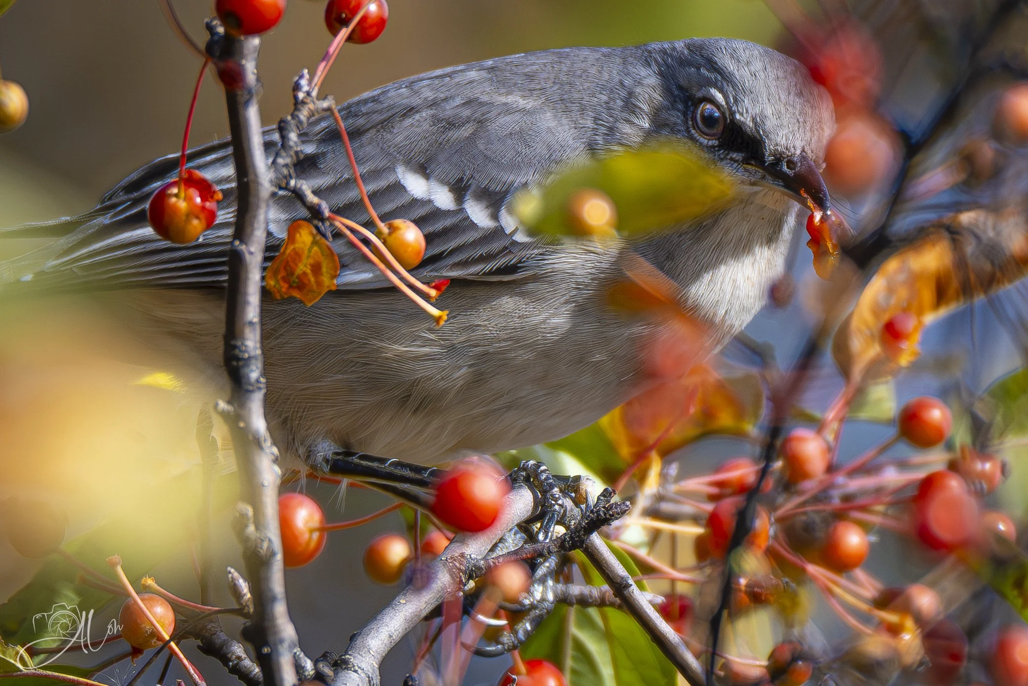 Where's Waldo
(Northern Mockingbird)
0Z84652