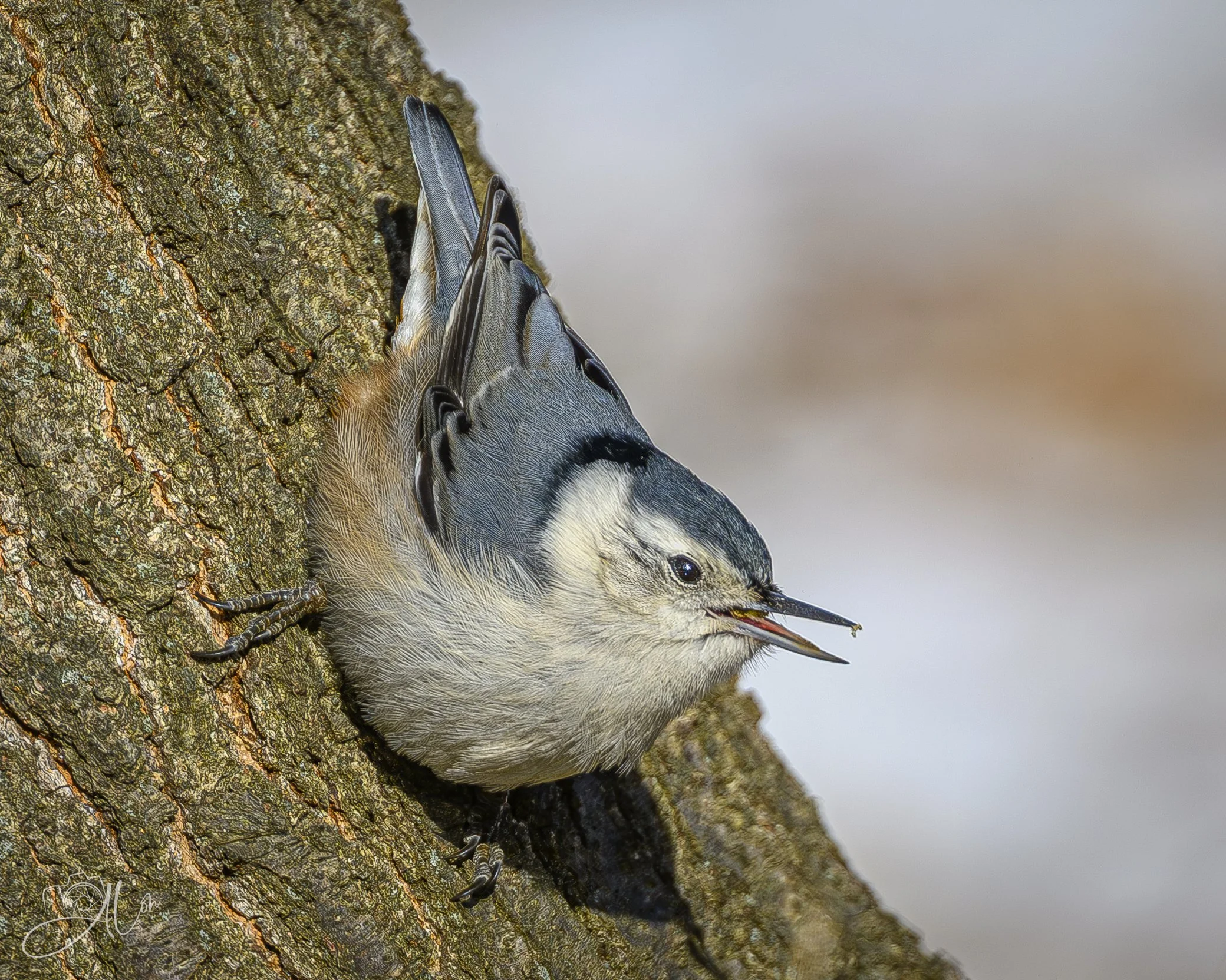 Everyone's Got an Opinion
(White-Breasted Nuthatch)
0Z86403