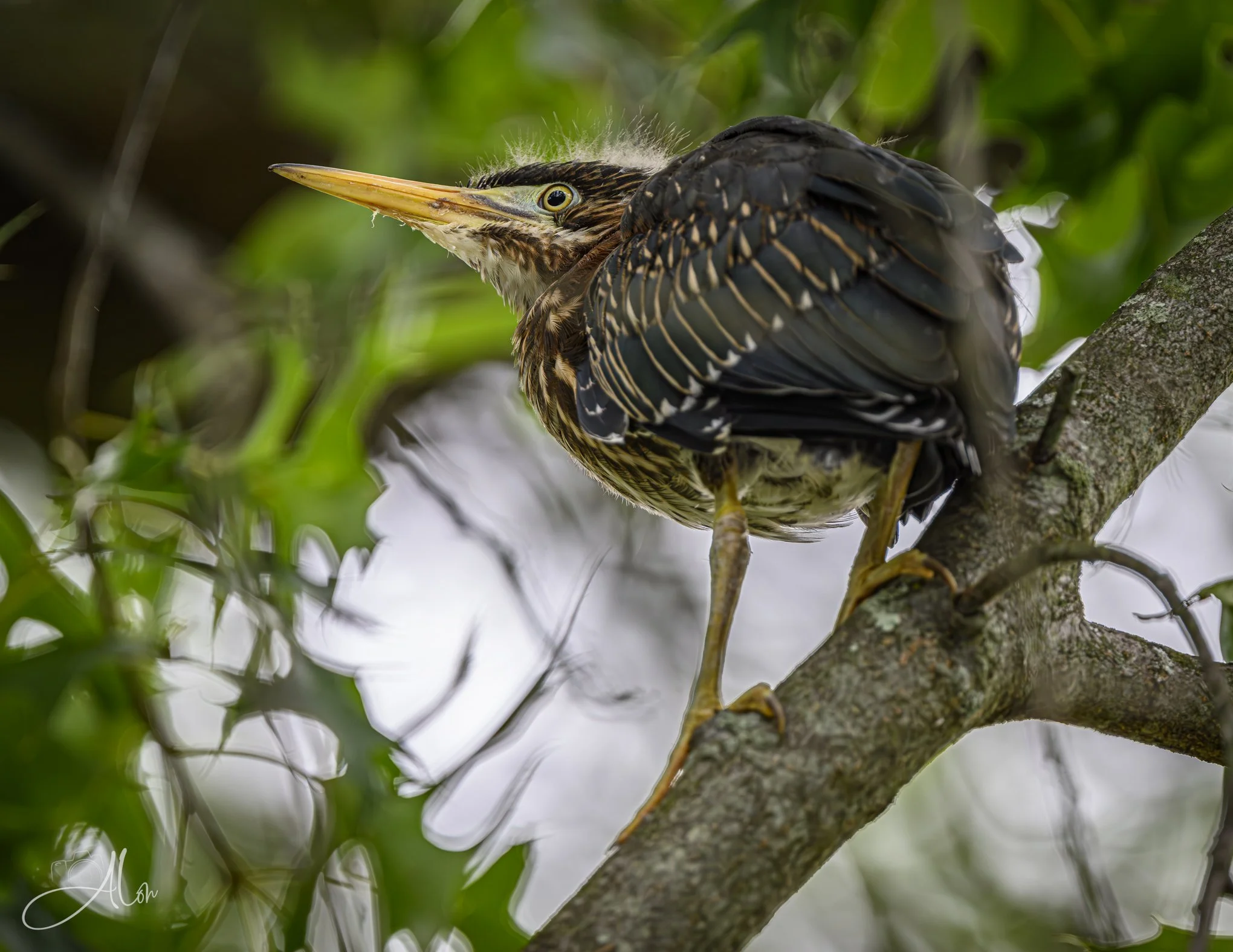 Illuminated Fuzz (Green Heron) 20260711_0059