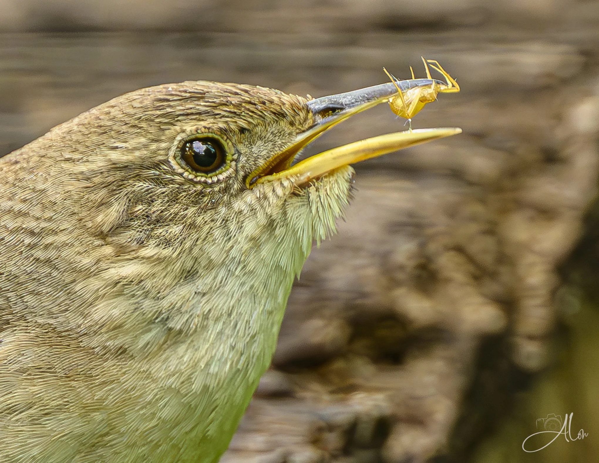 Miss Muffet (Northern House Wren) 0Z88222